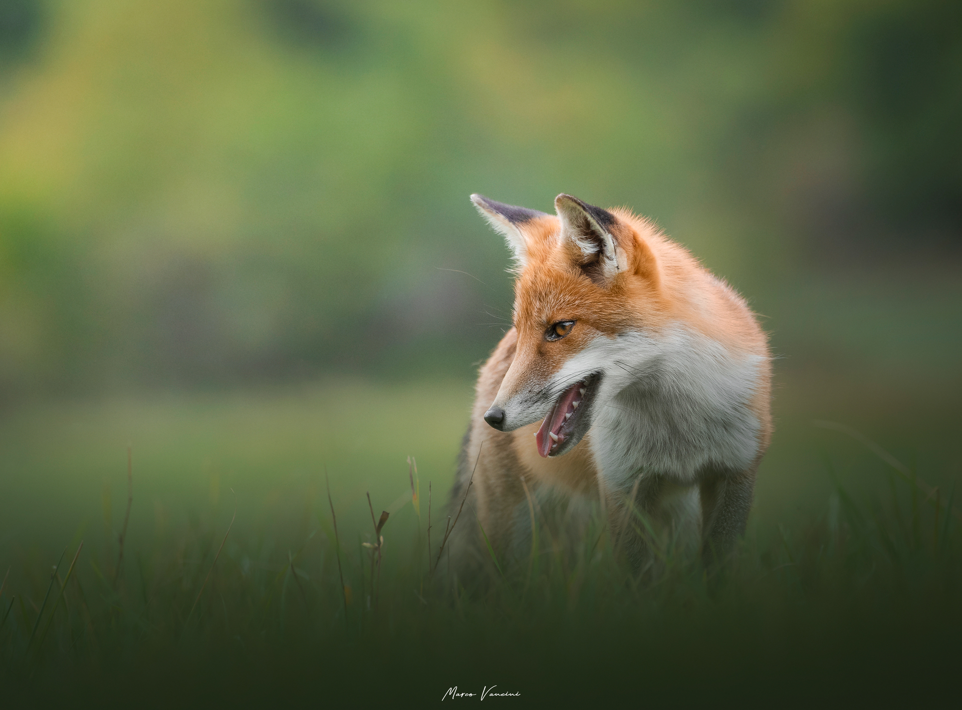 The fox's gaze ...