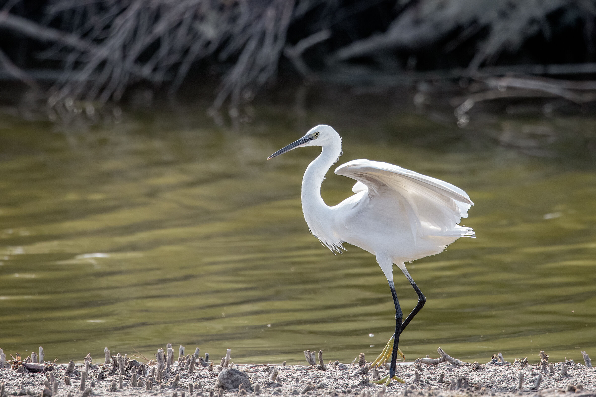 the dance of the egret...