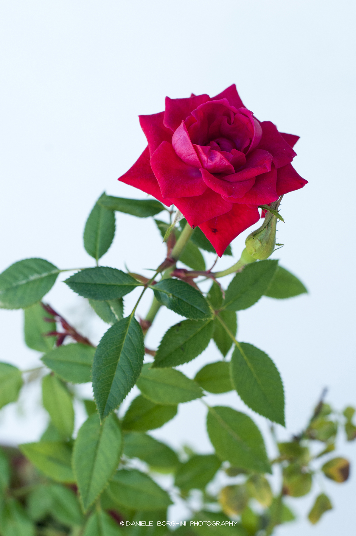 Rosa rossa per te...
