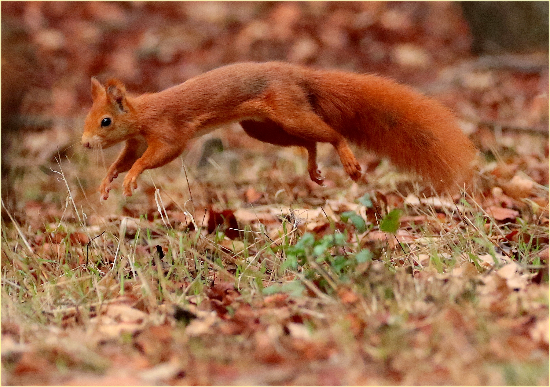 ,, squirrel on the fly ,, Ticino park ...