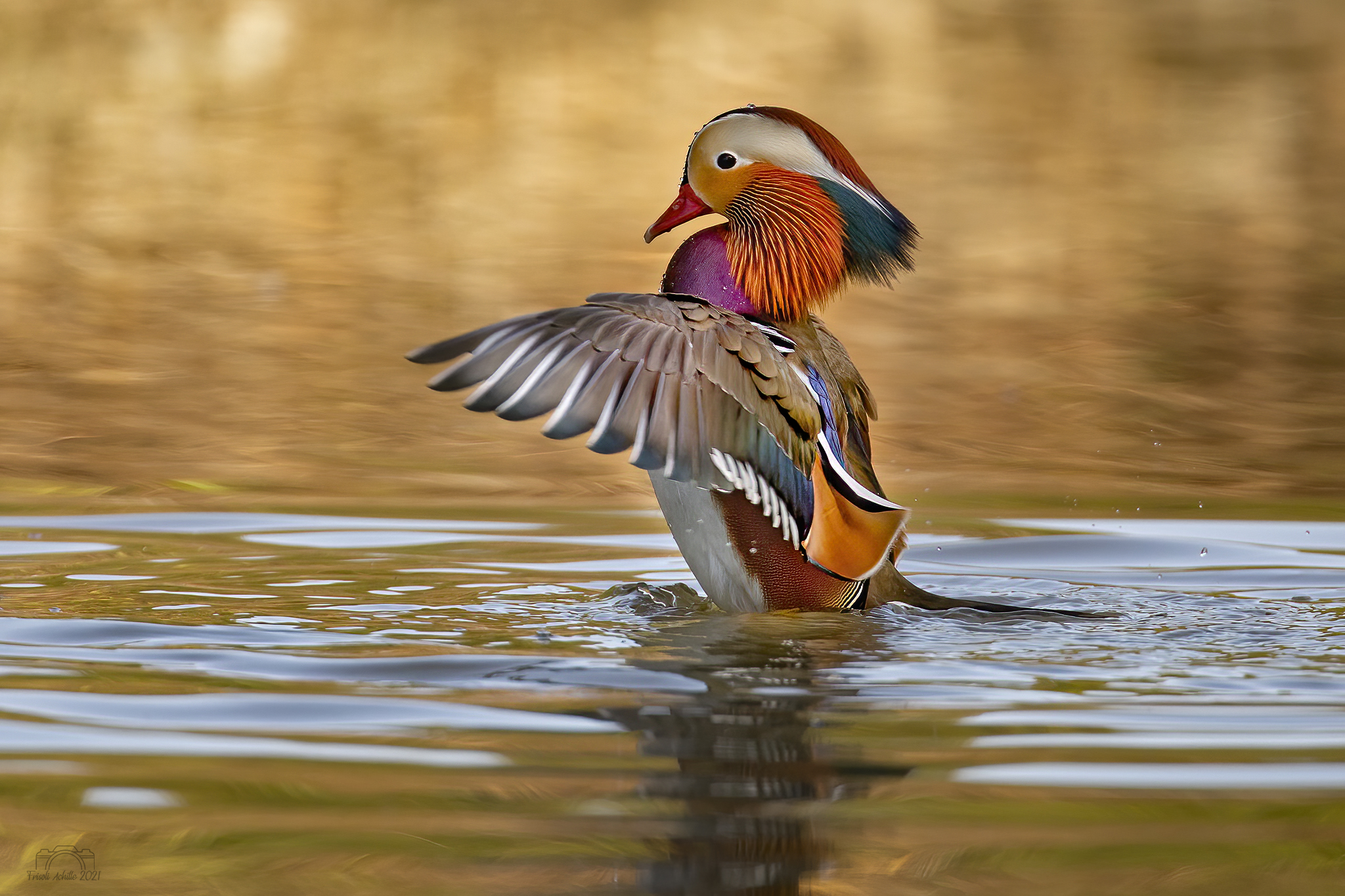 The colors of the Mandarin Duck...