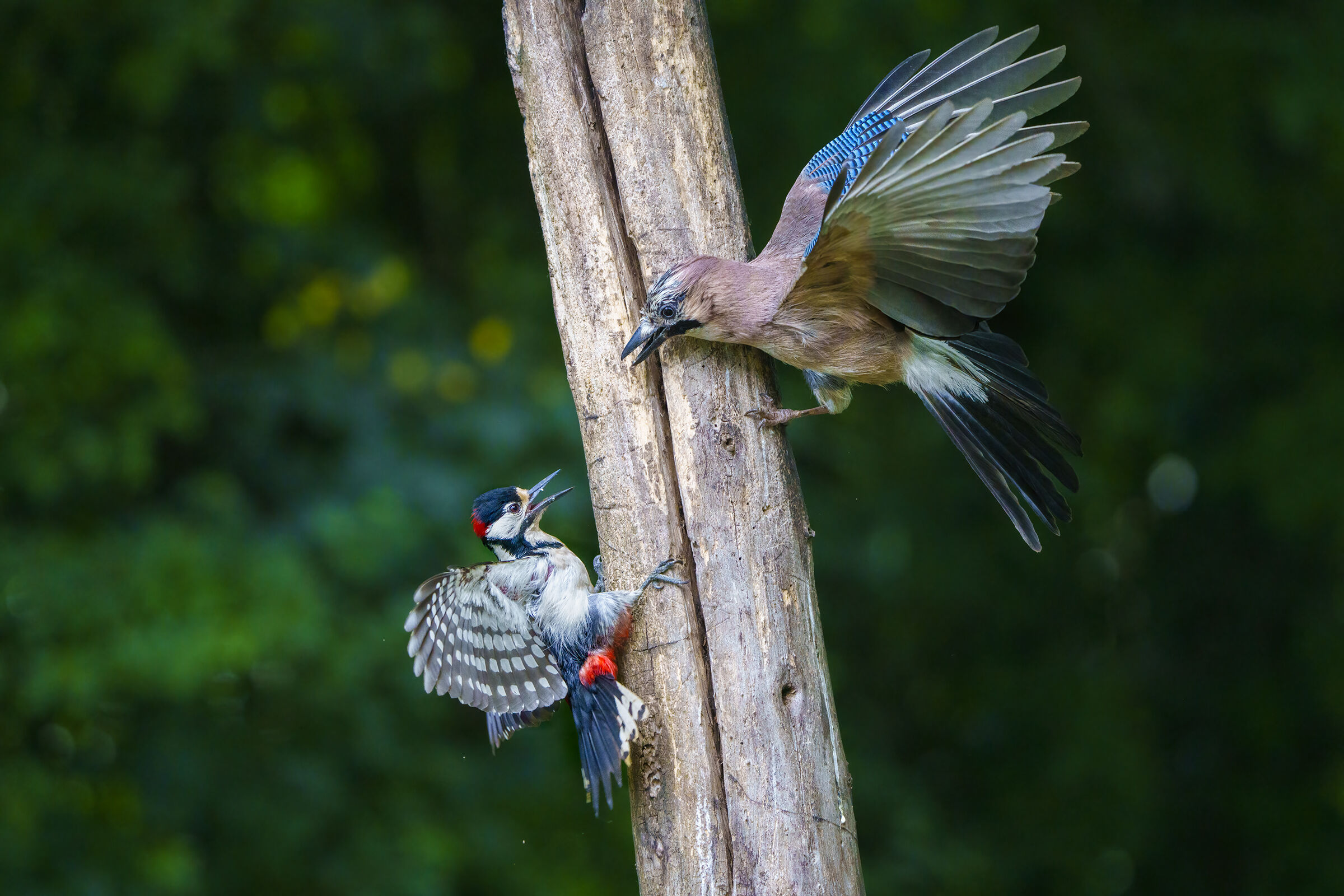 battle between jay and red woodpecker ...
