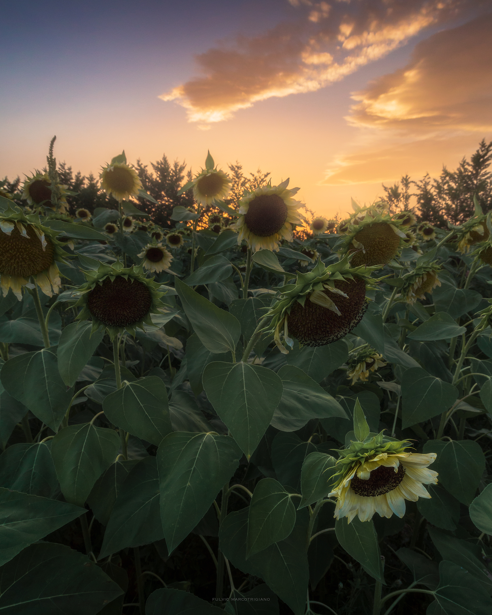 Sunset in the sunflowers field...
