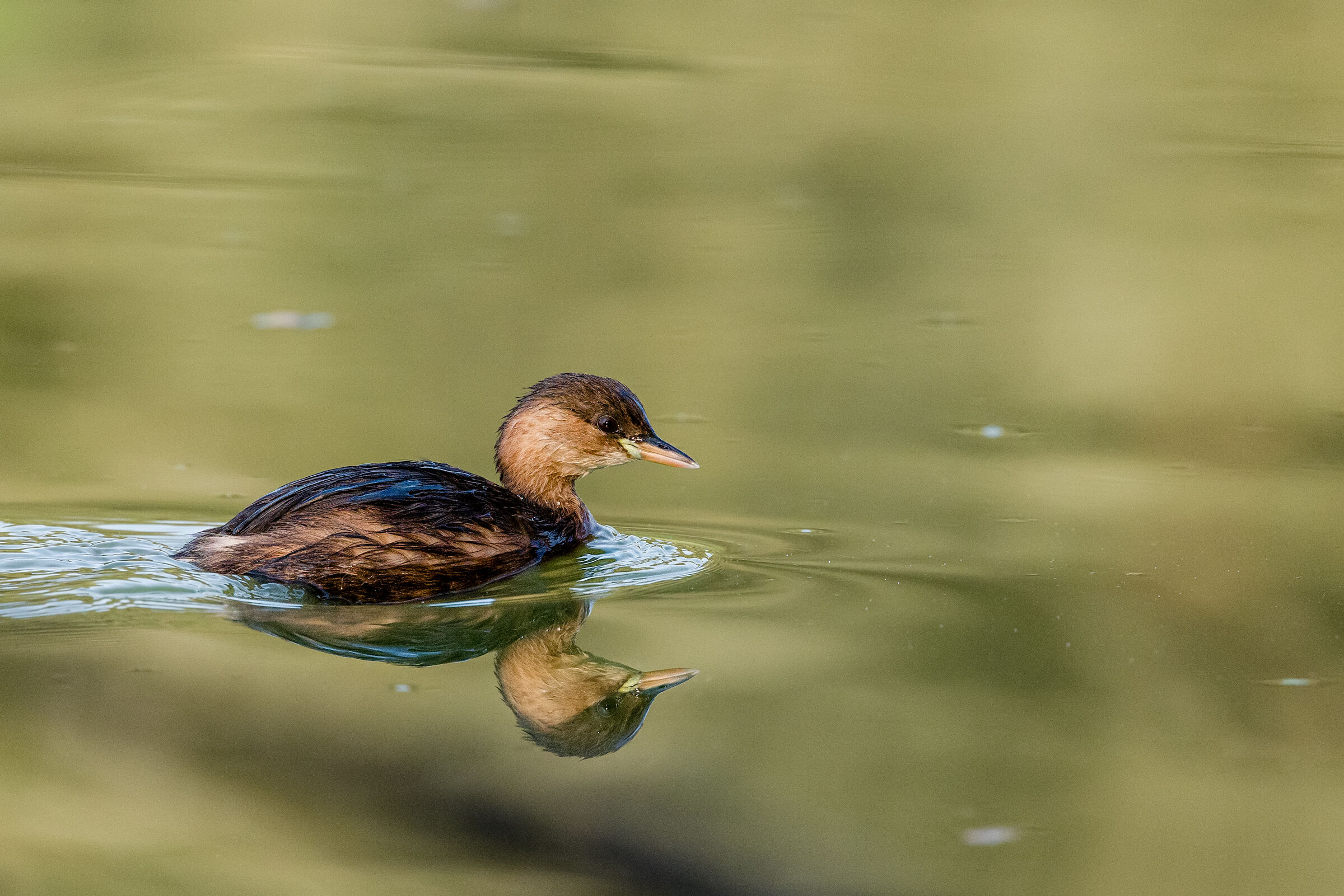 Dabchick...