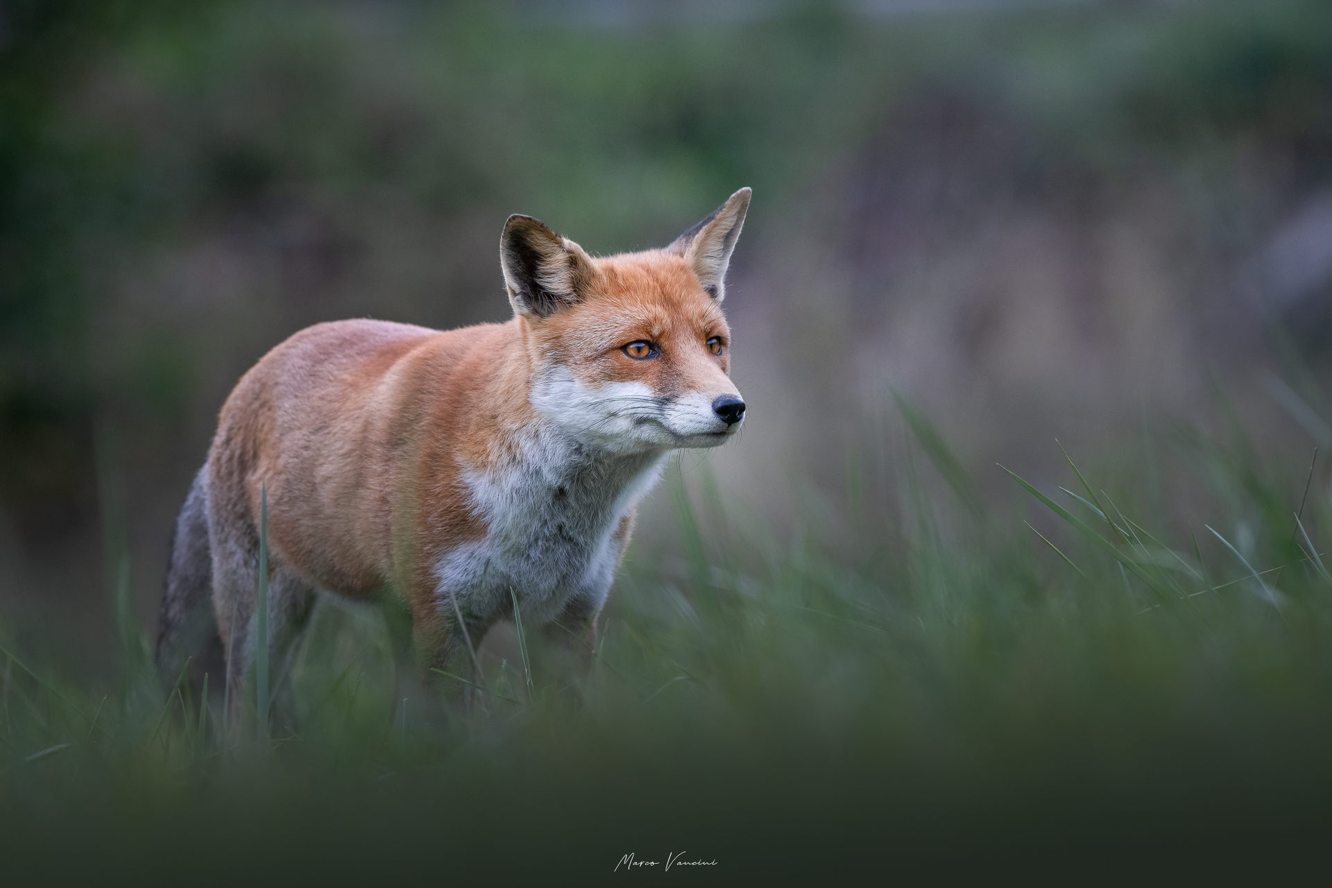 Beautiful fox...