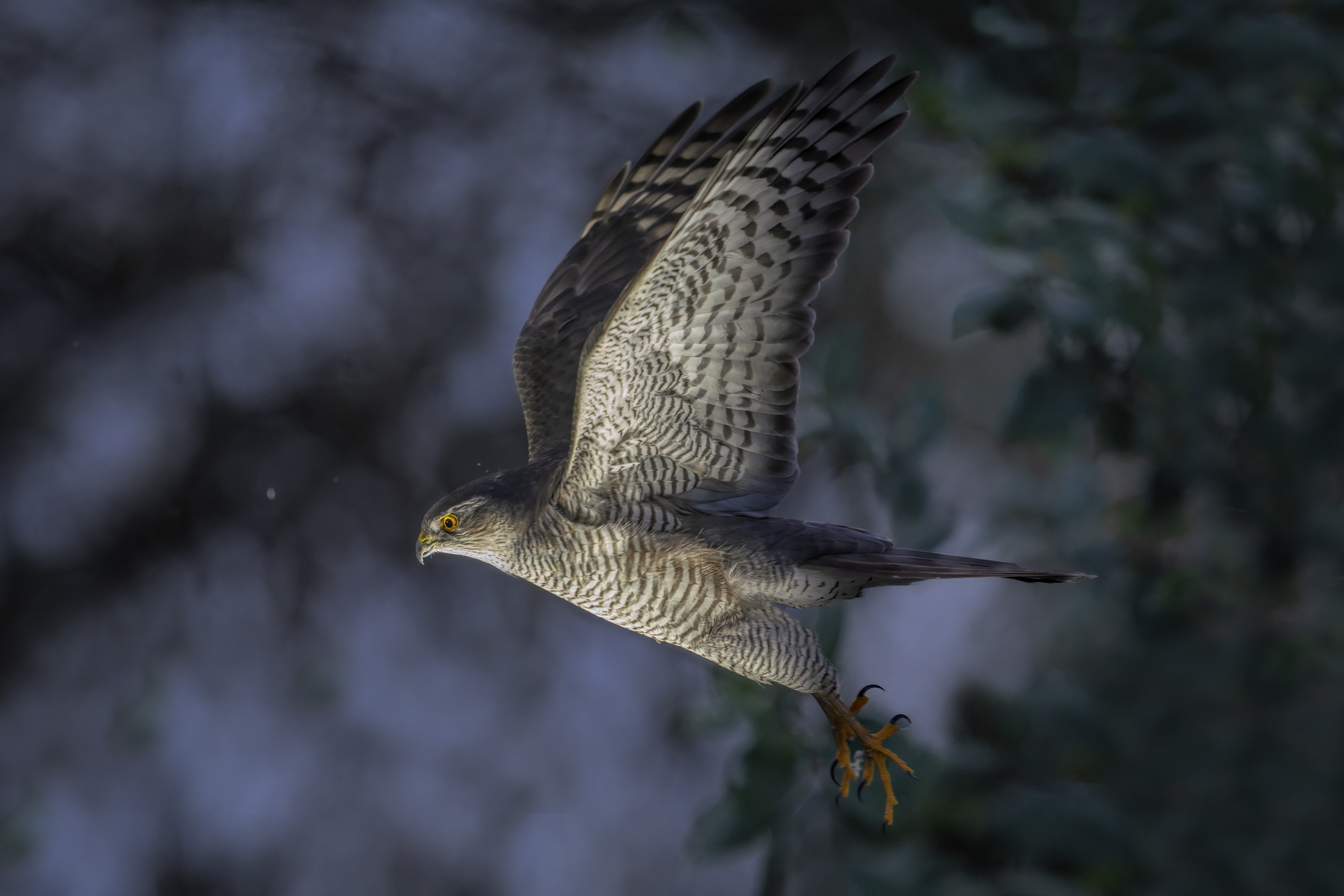 take-off at the blue hour of the sparrowhawk ...