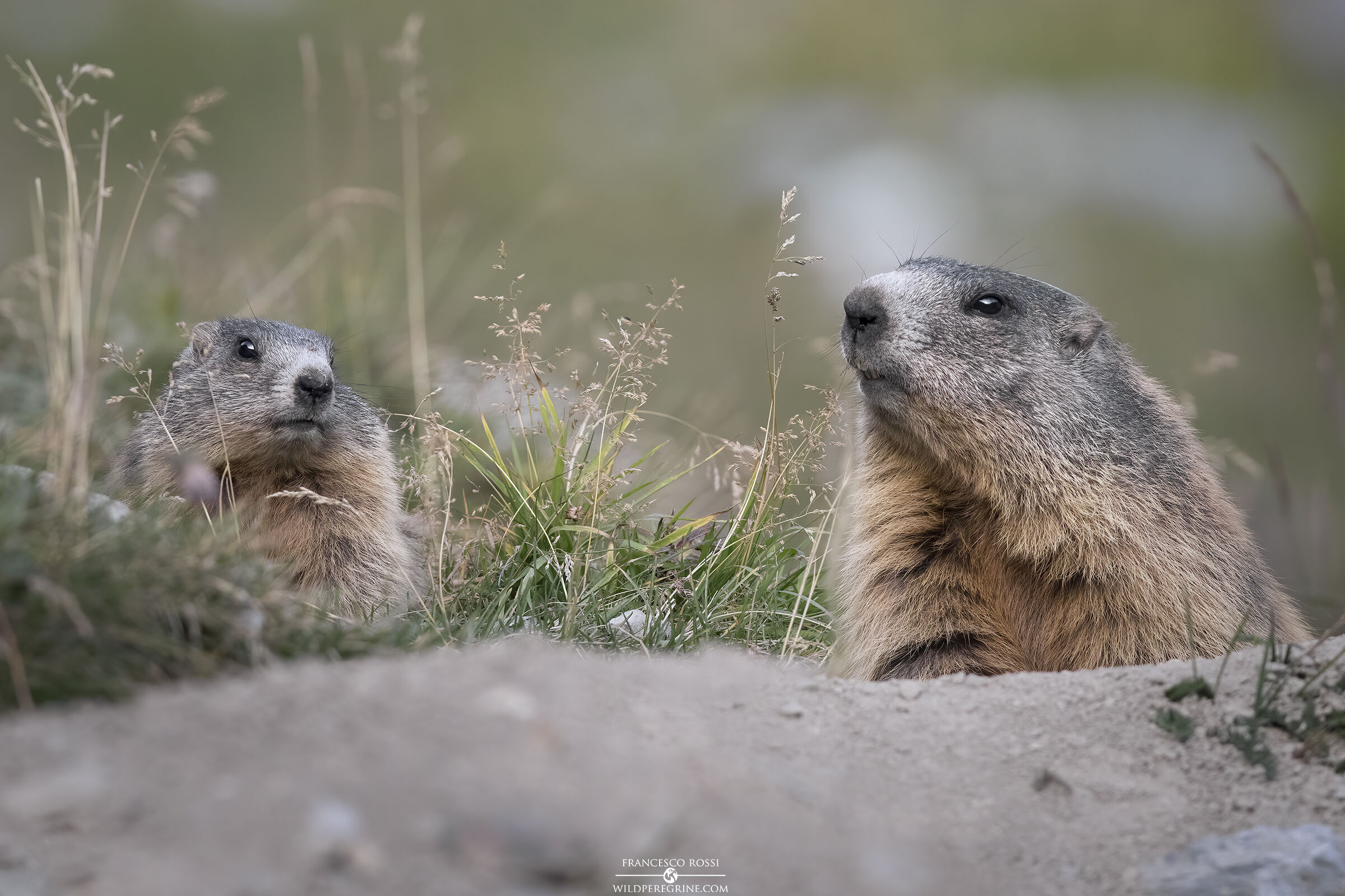 Marmots (Marmota marmota)...