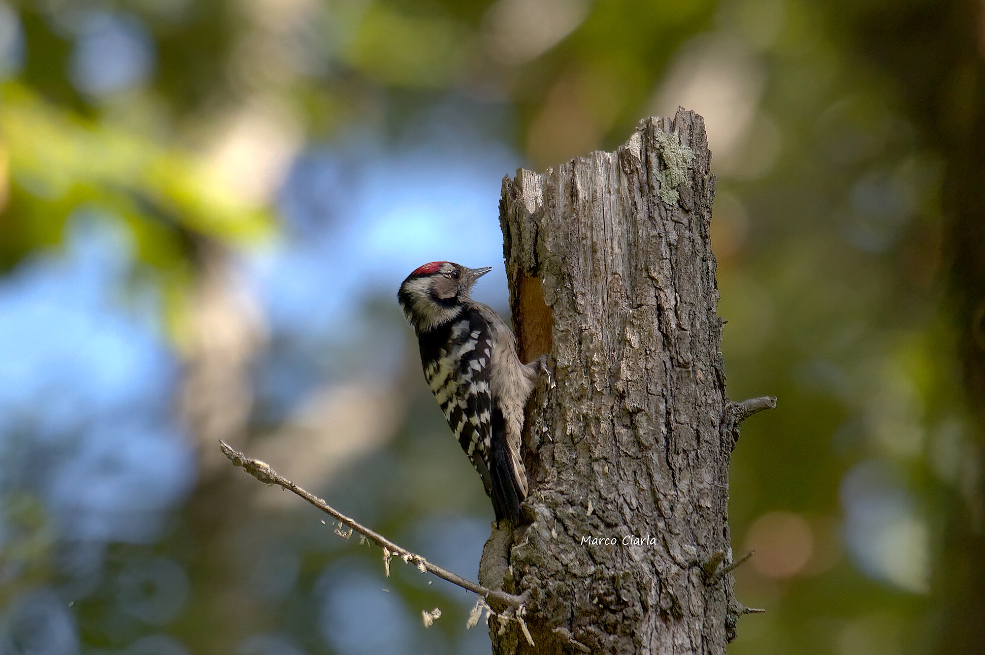 Lesser Red Woodpecker (Dryobates minor) ...