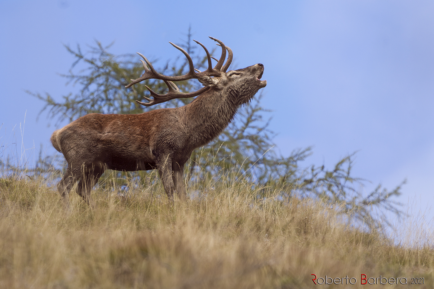 Crowned to the roar. Noble deer, Alpes-Maritimes...
