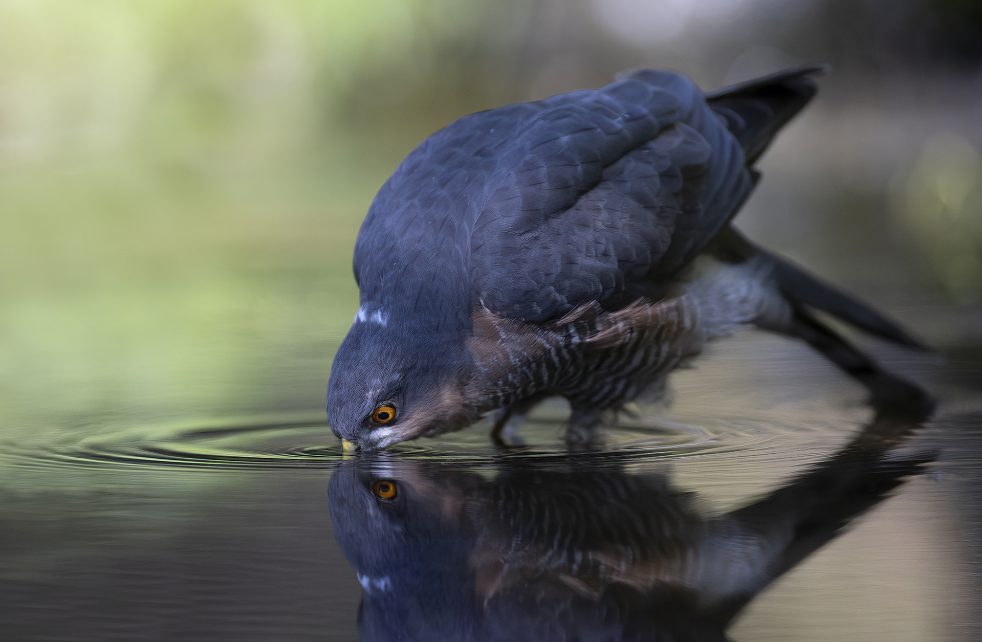 the reflection of the sparrowhawk...