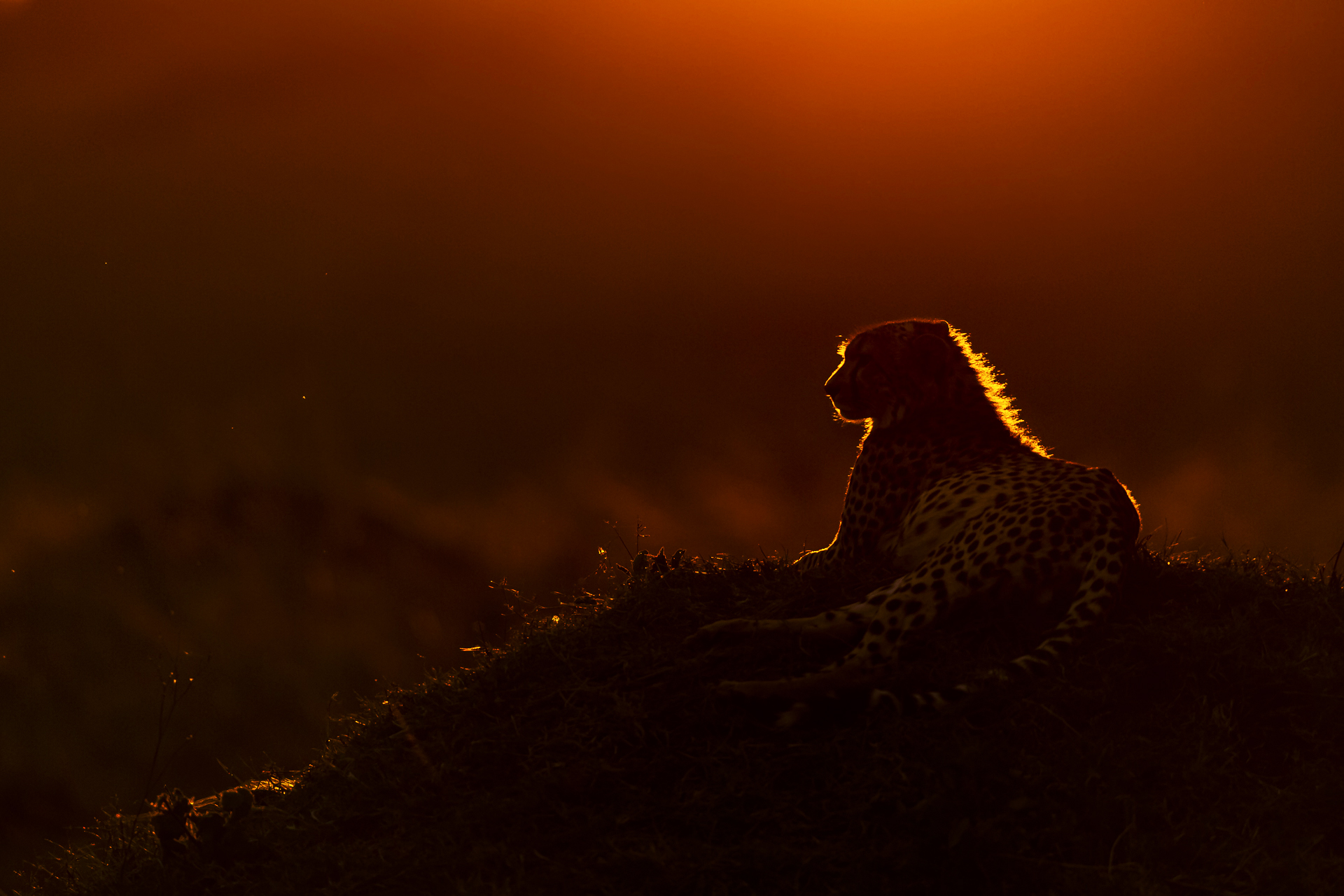 Cheetah scrutinizes the surrounding savannah at sunset...