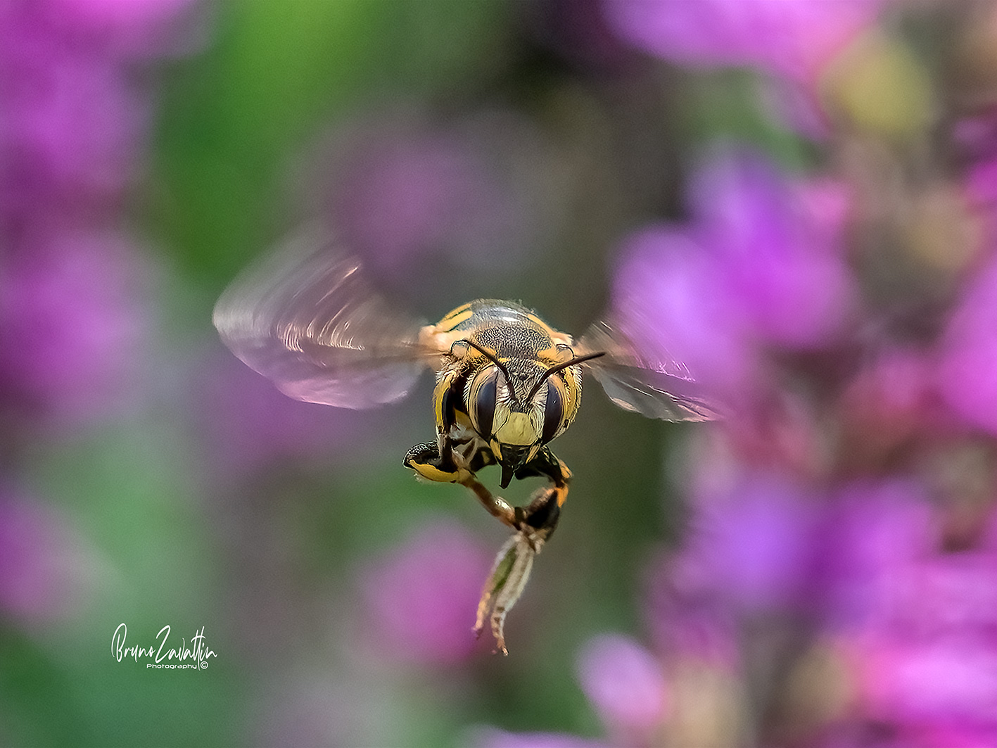 Anthidium-florentinum ...
