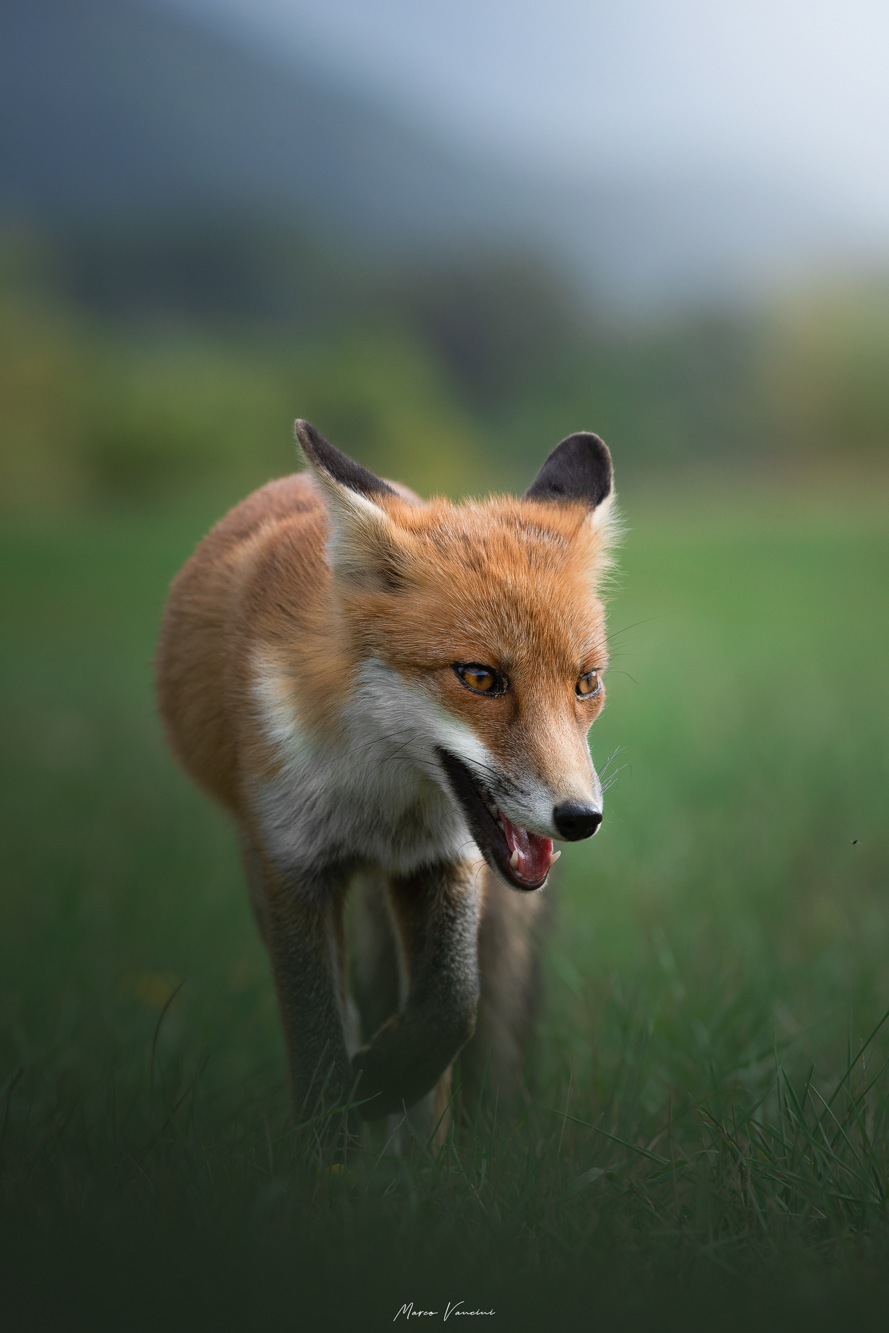Splendid fox...
