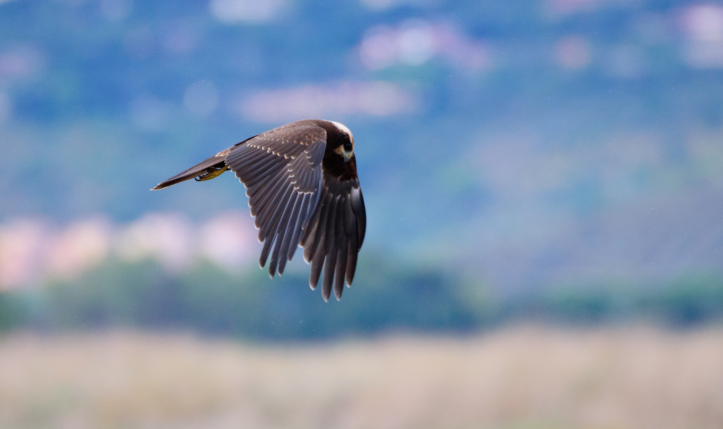 " Reconnaissance " Marsh falcon...