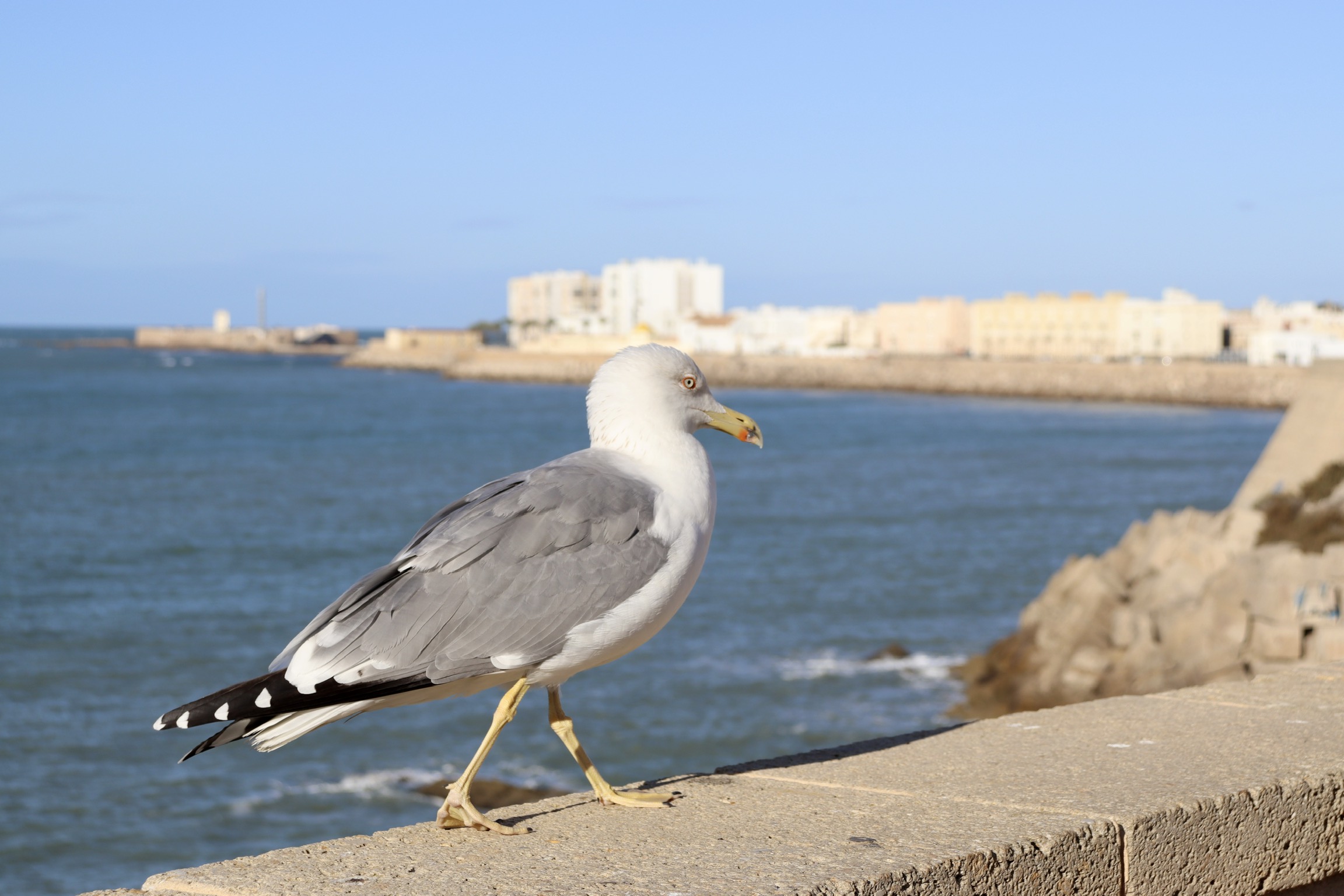The Seagull of Cadiz...