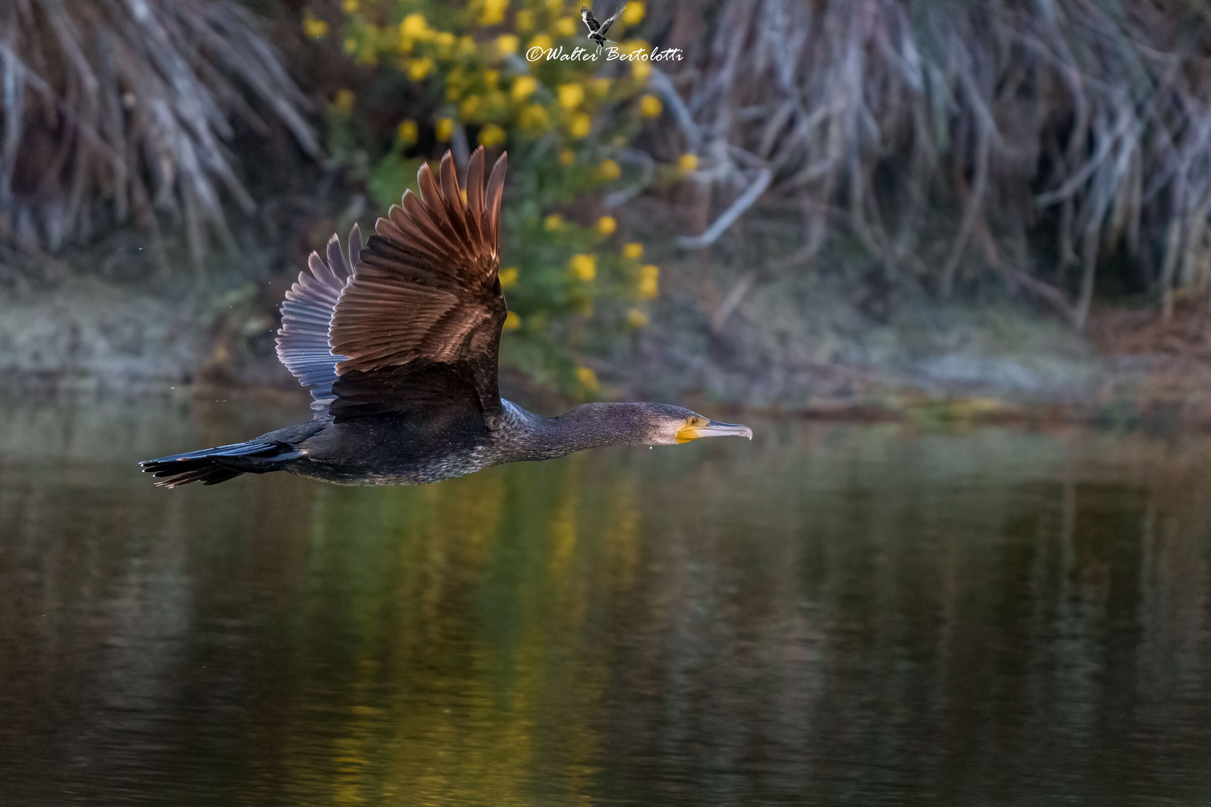 cormorant at dawn...