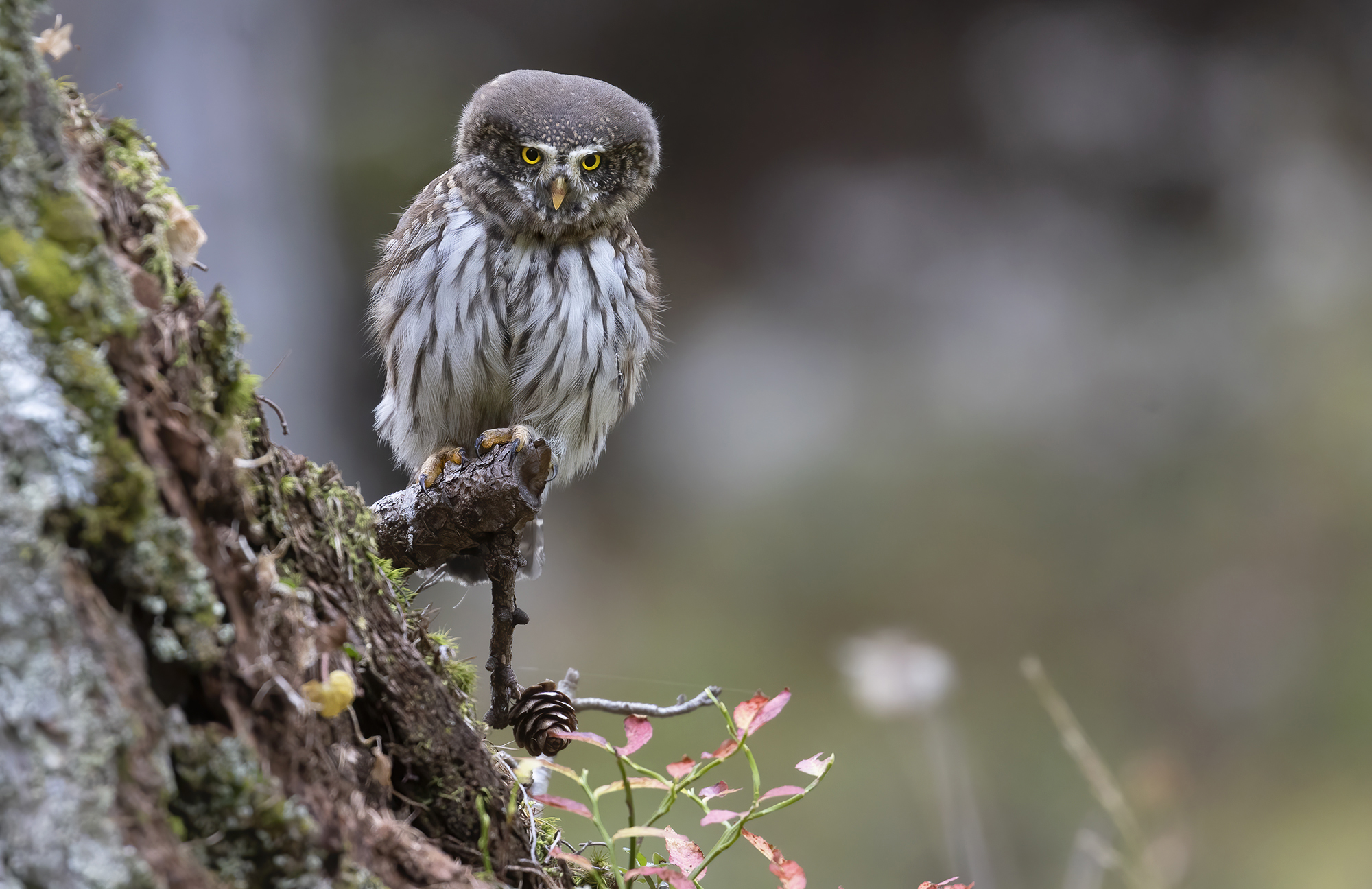 autumn dwarf owl...