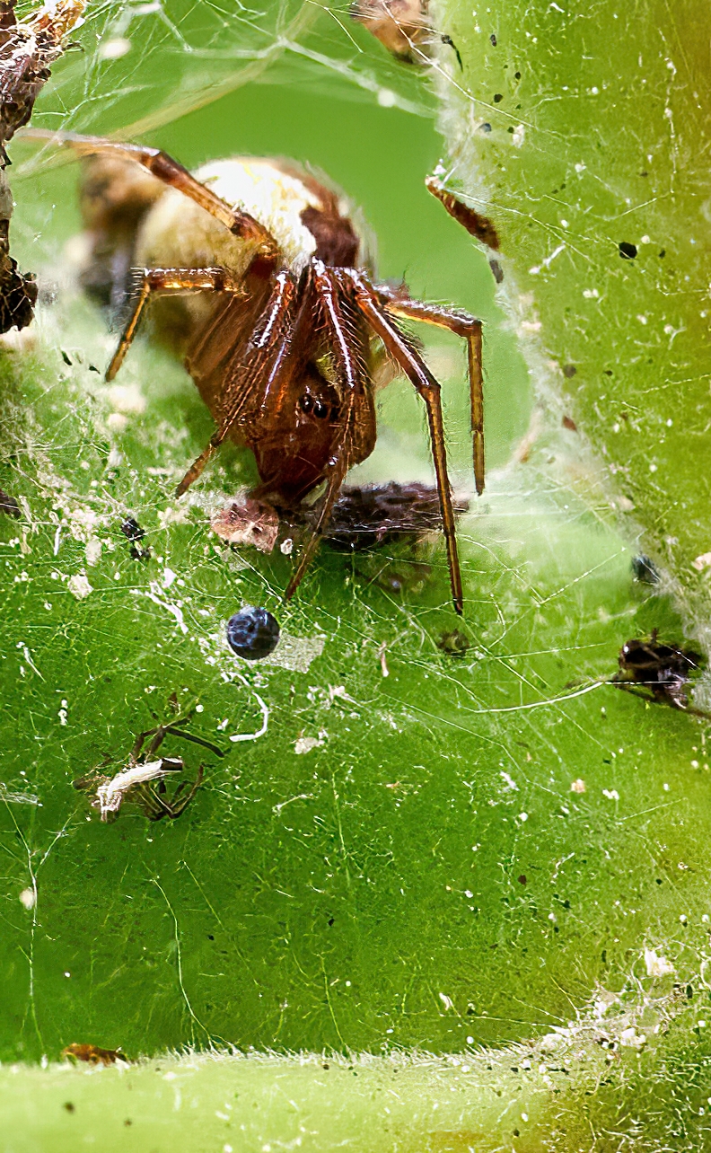 spider Achaearanea ordine Theridiidae...