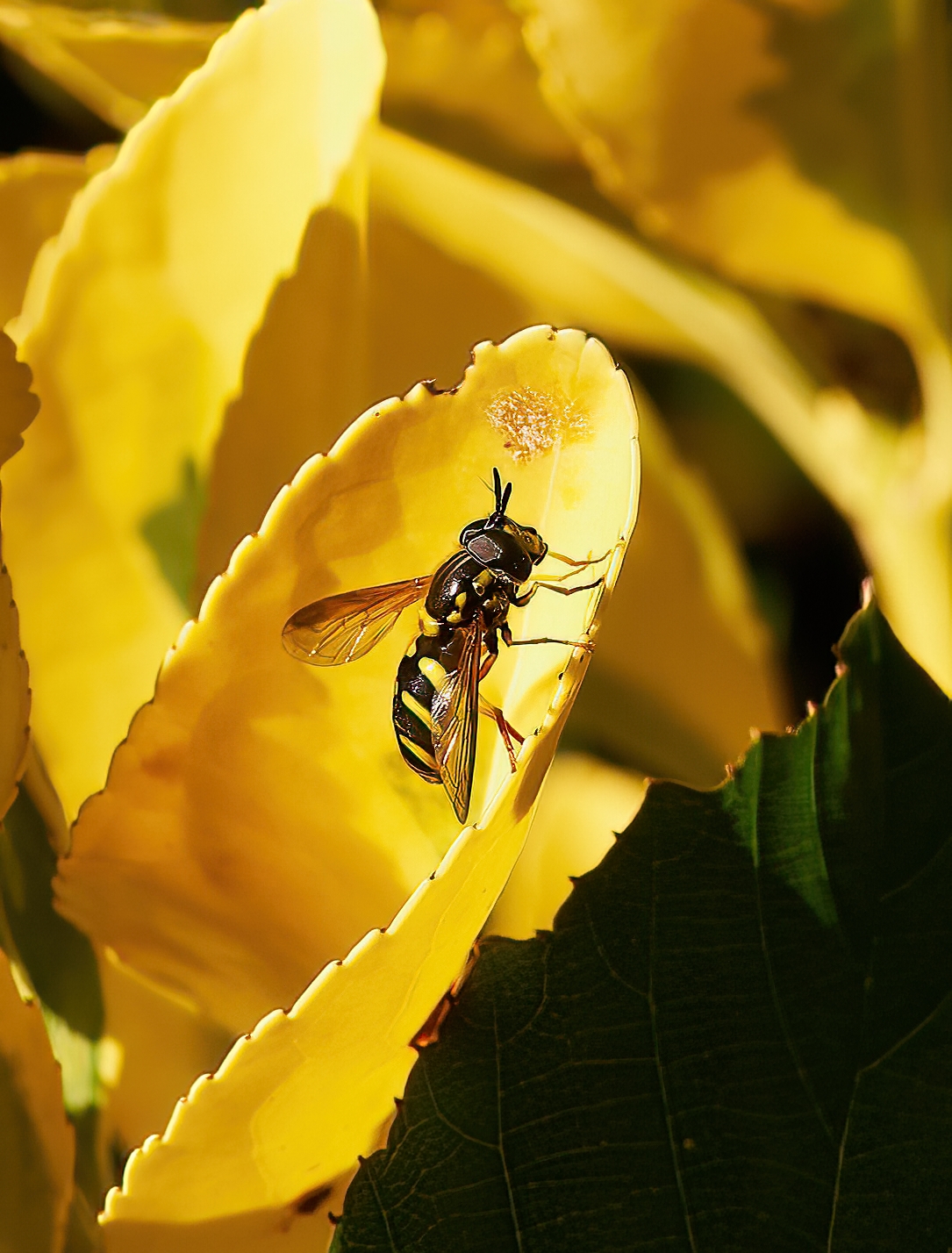 Wasp Chrysotoxum Cautum ordine Hoverfly...