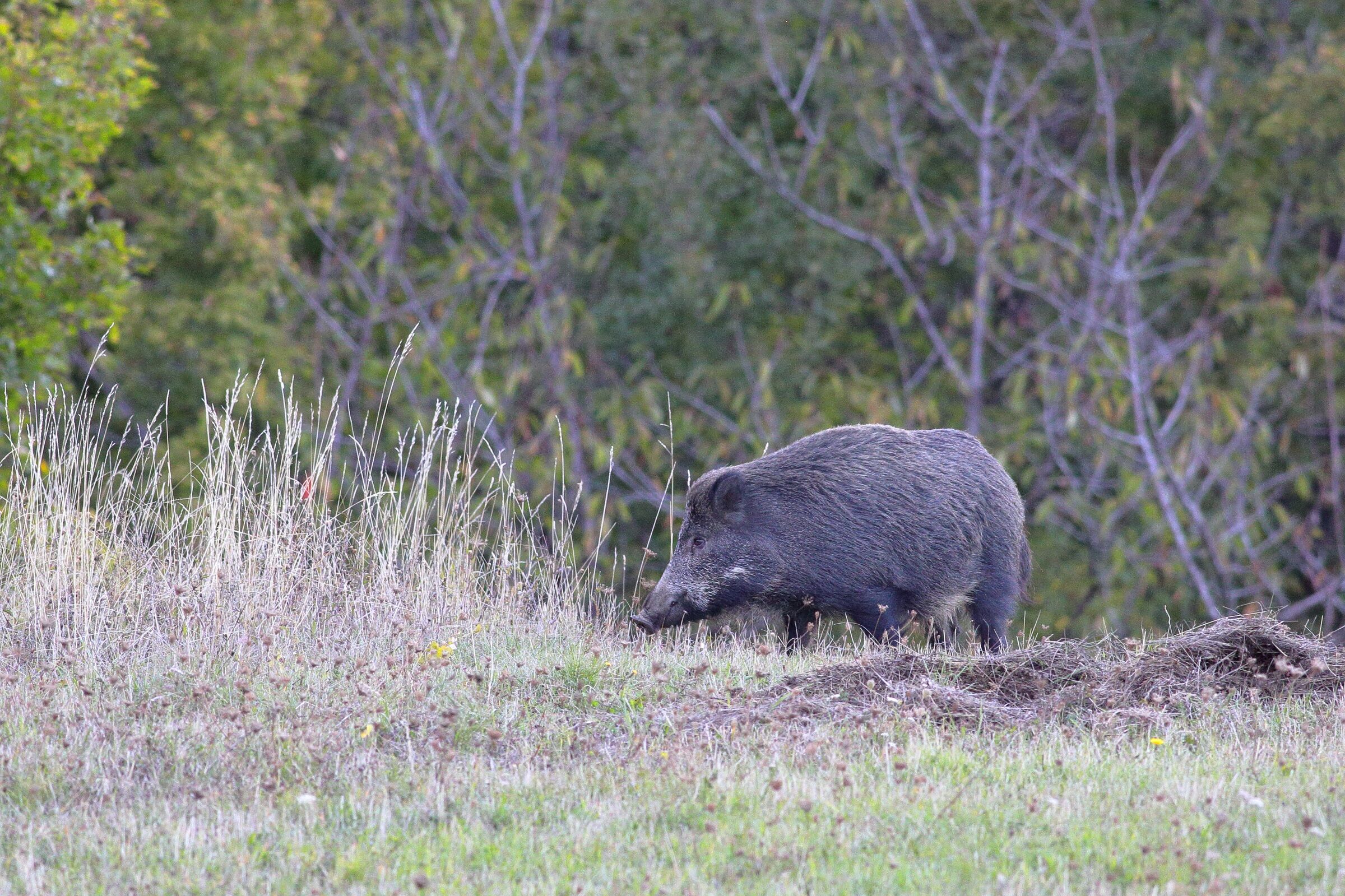 wild boar...