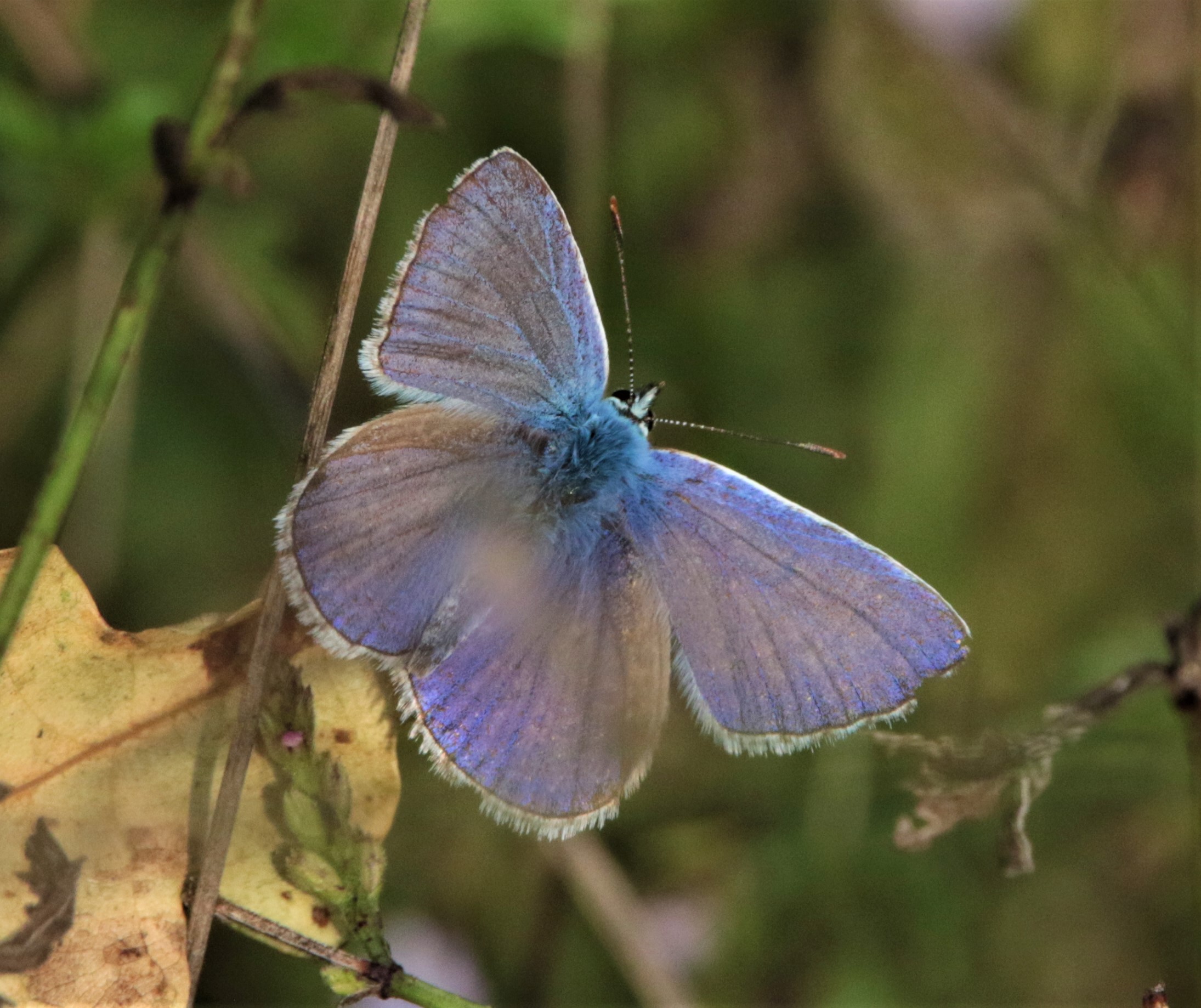 albulina orbitulus...