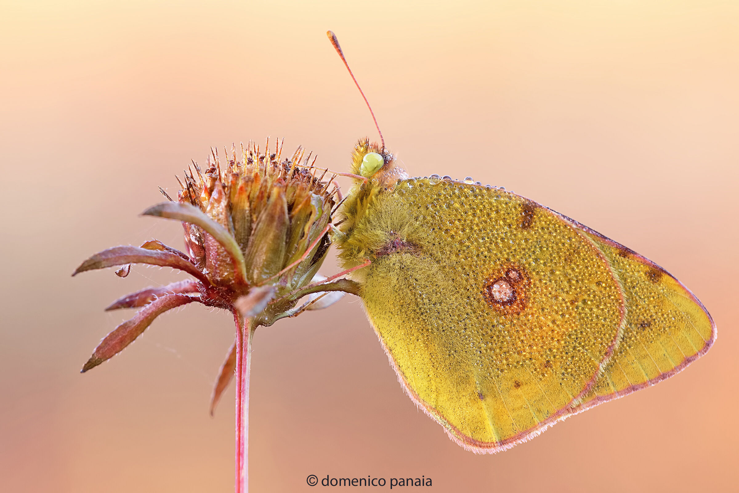 the year of the colias...