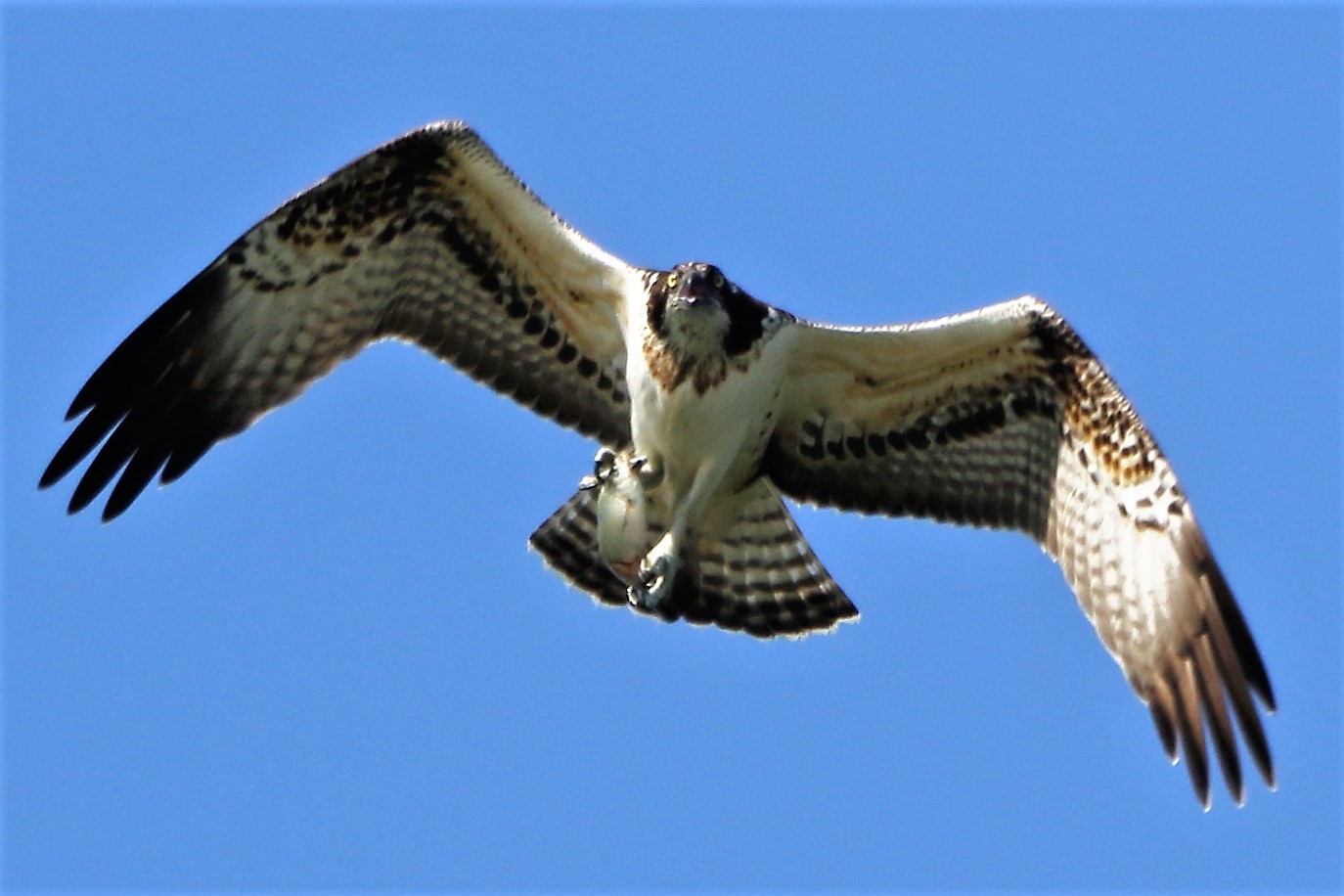 Osprey with prey 188...