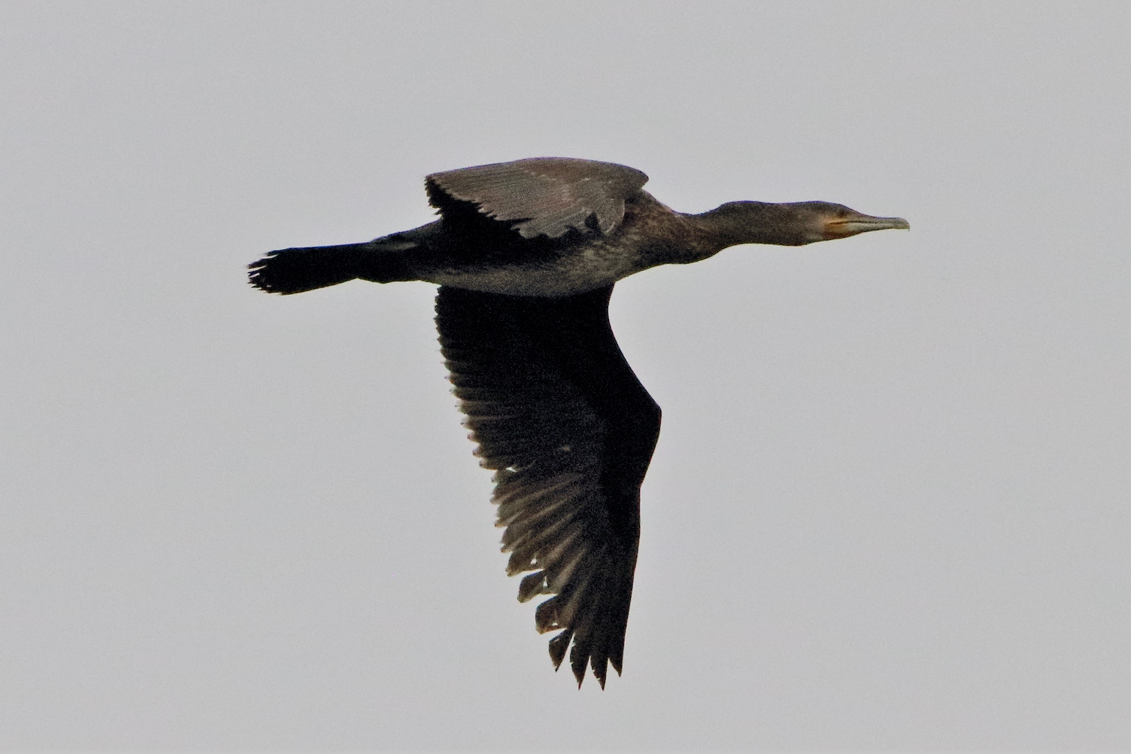 cormorant...