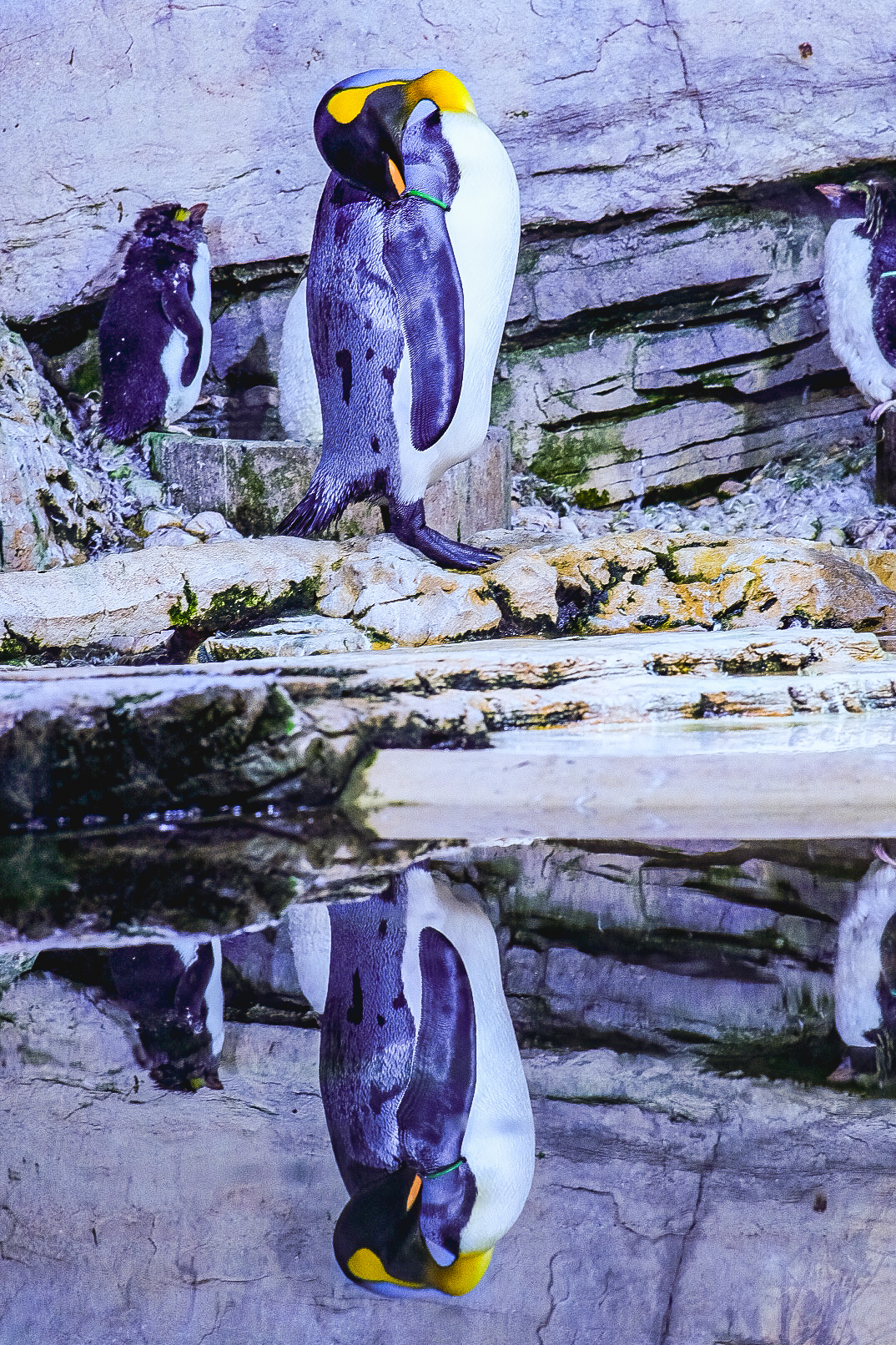 Pinguino allo zoo...