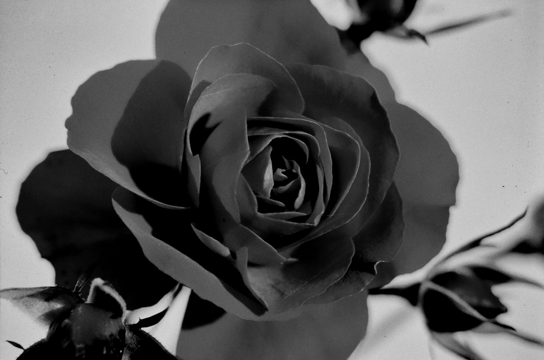 Black rose...