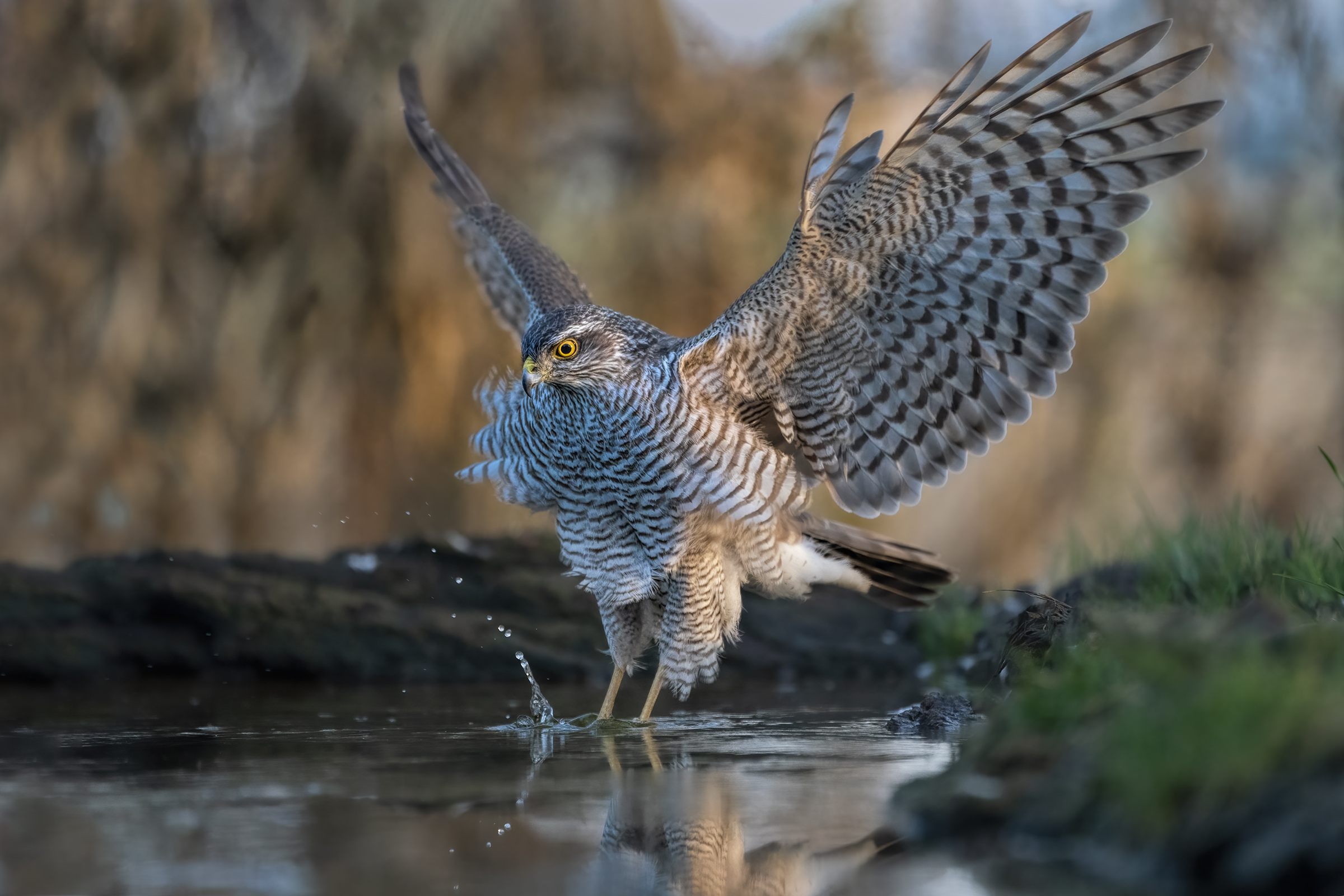landing of the sparrowhawk ...