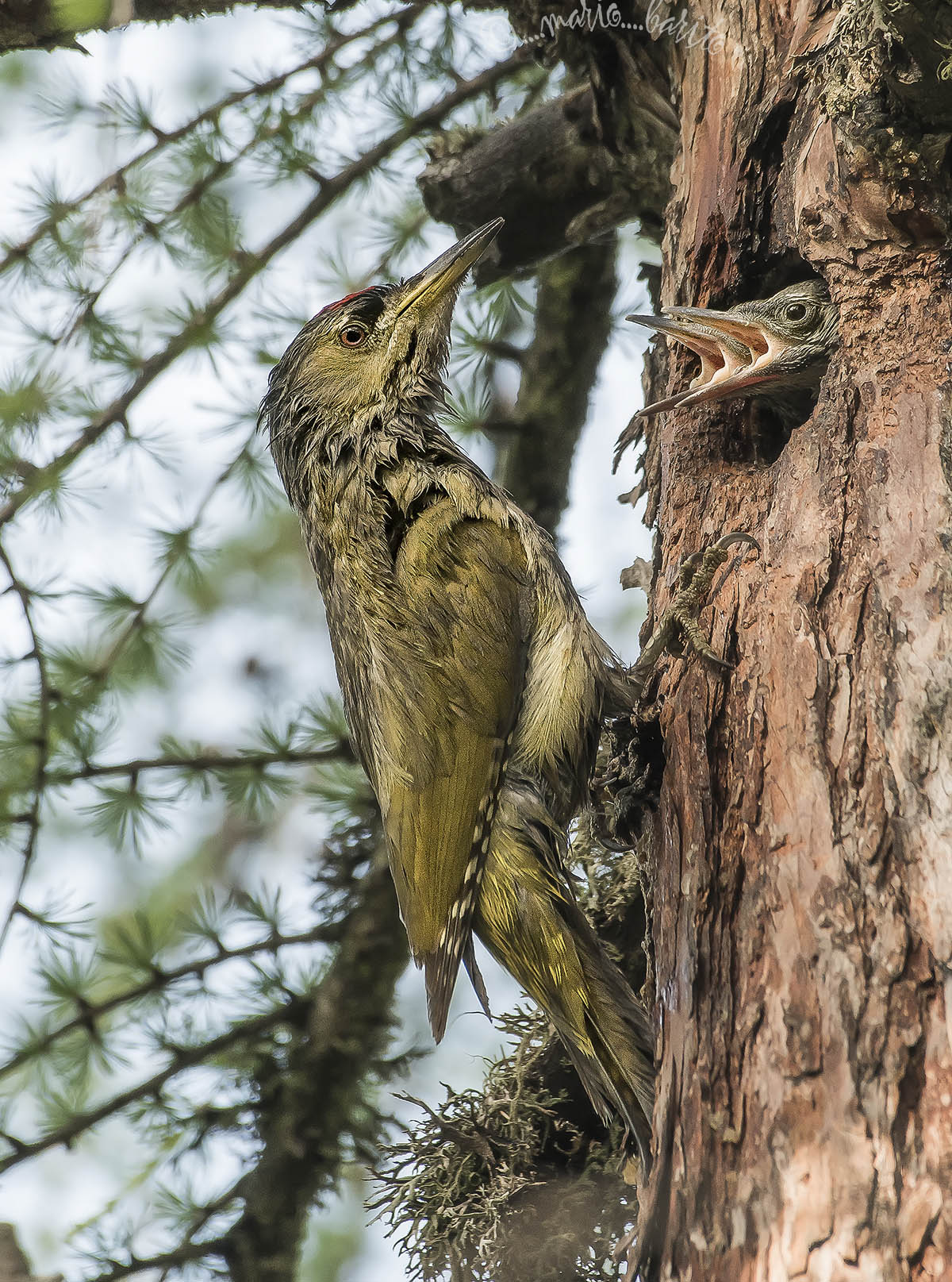 gray woodpecker with offspring ...