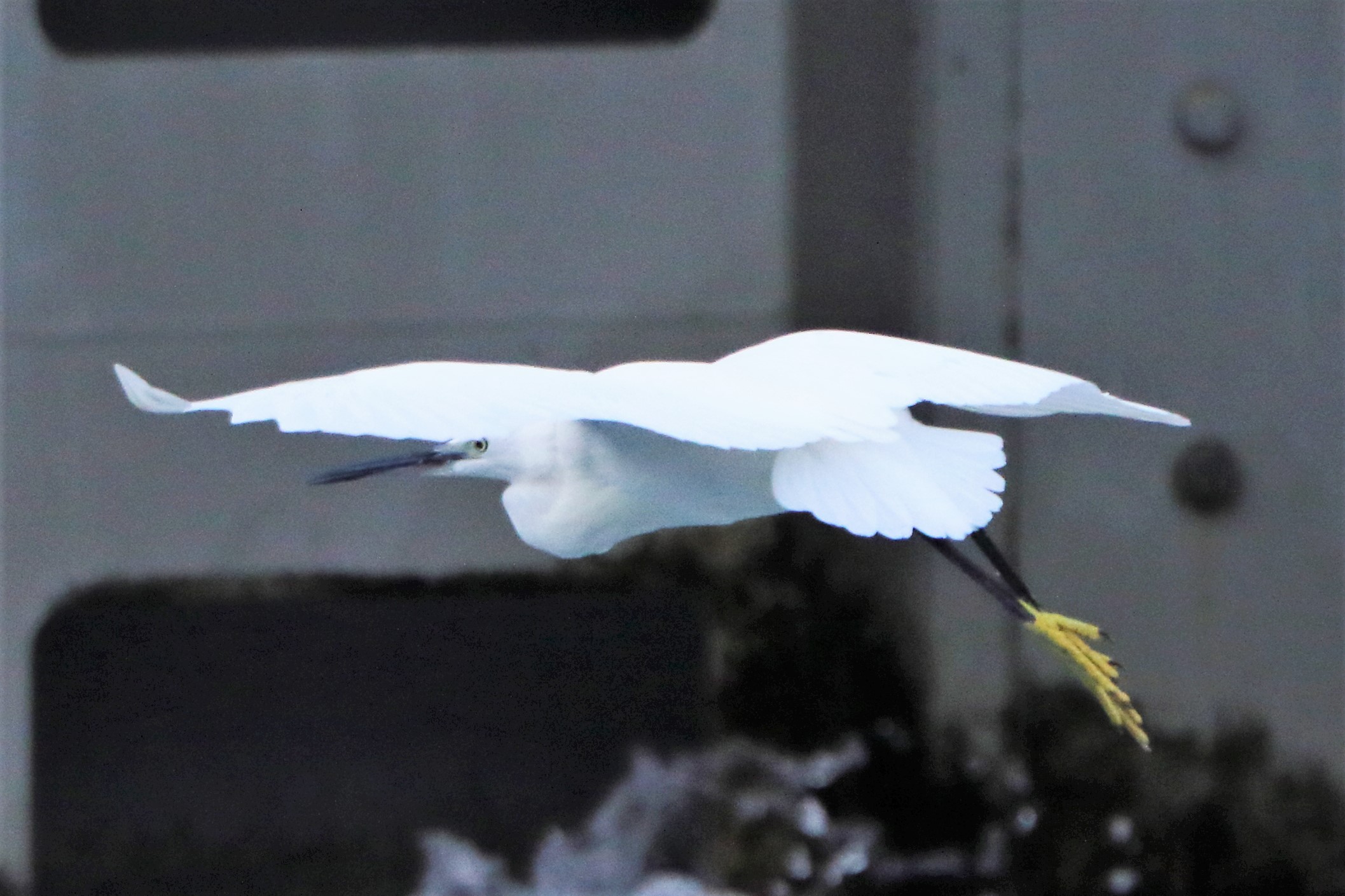 egret...