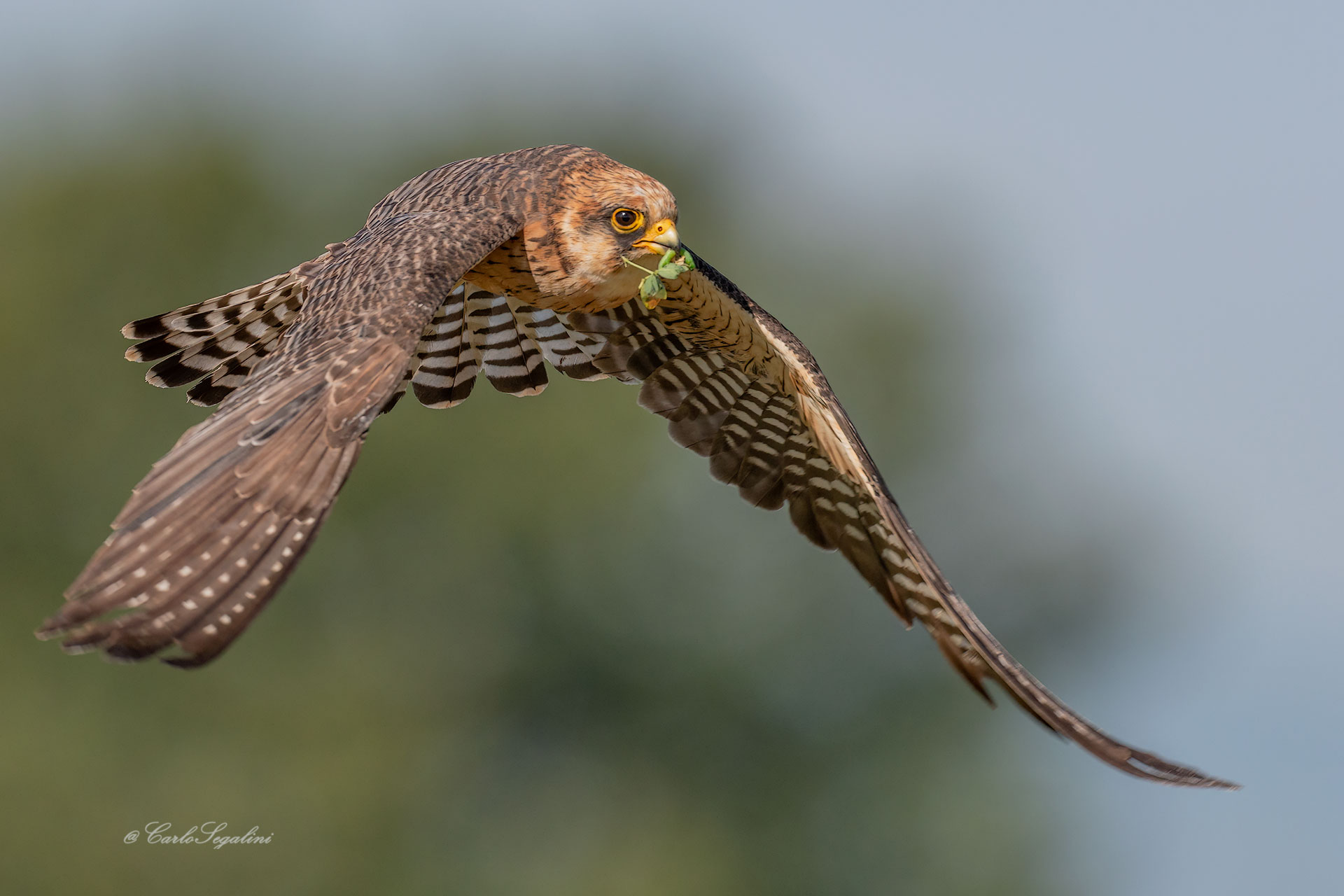 Female cuckoo falcon...