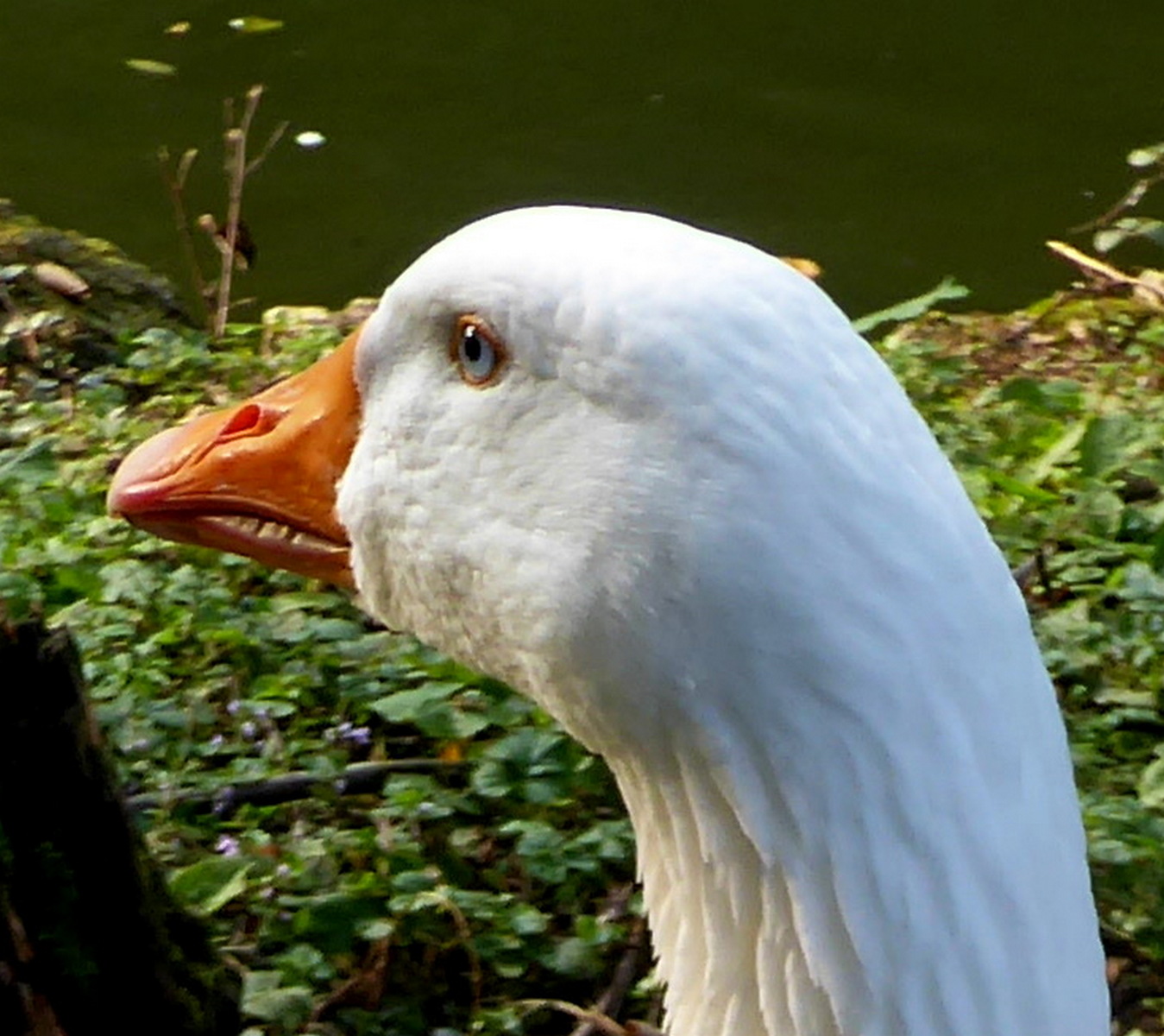 the so-called "goose look"...