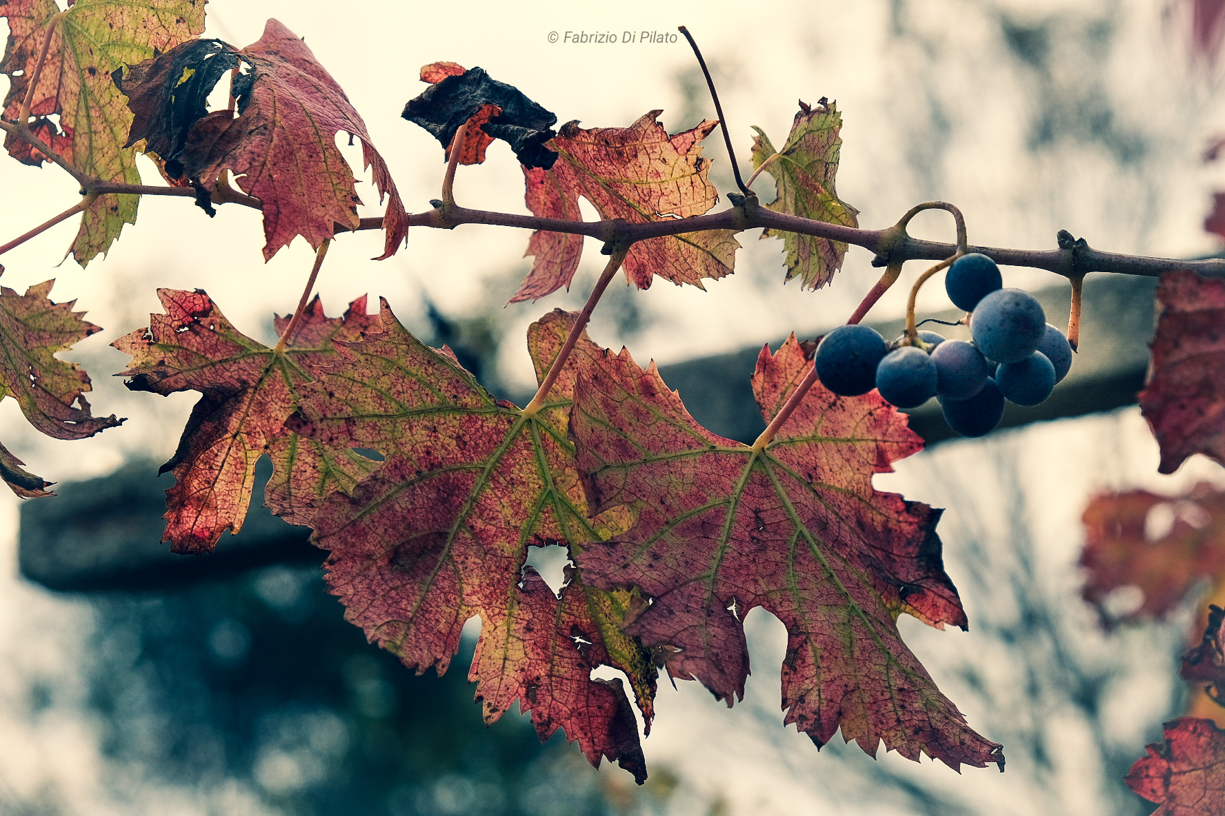 Autumn grape...