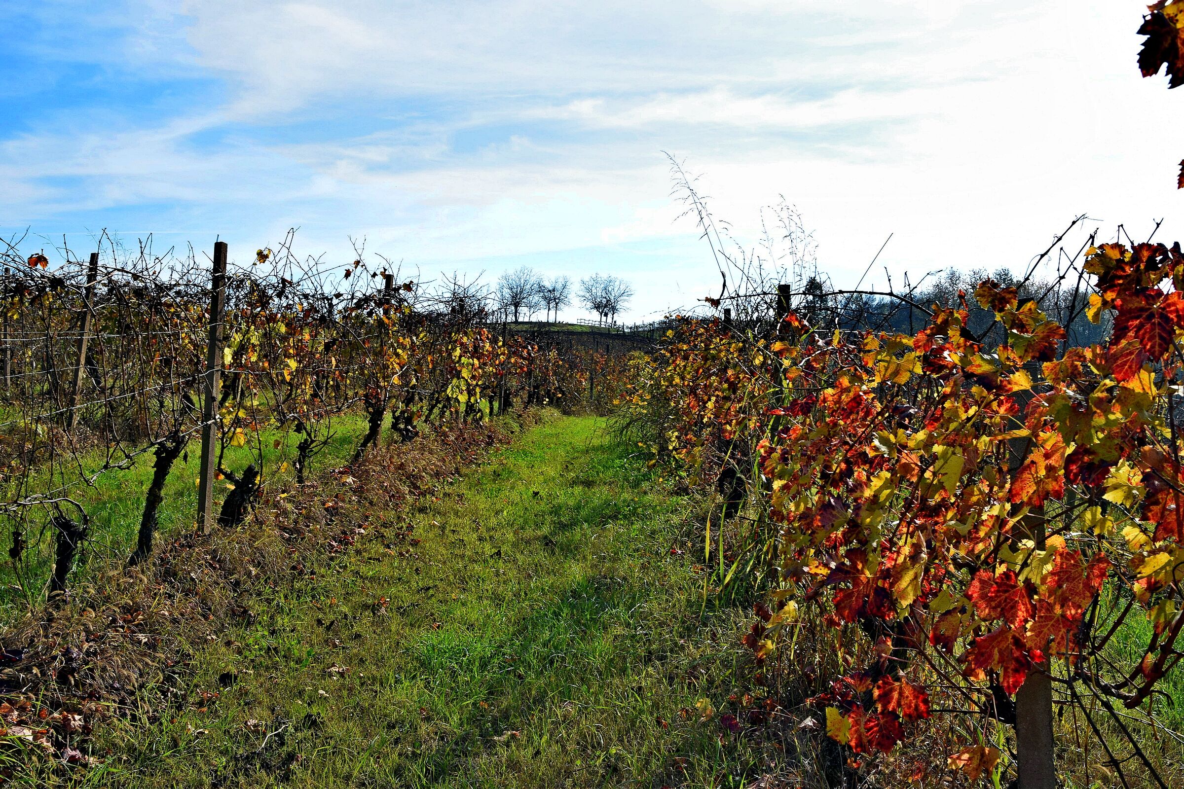 the vines of Monferrato...