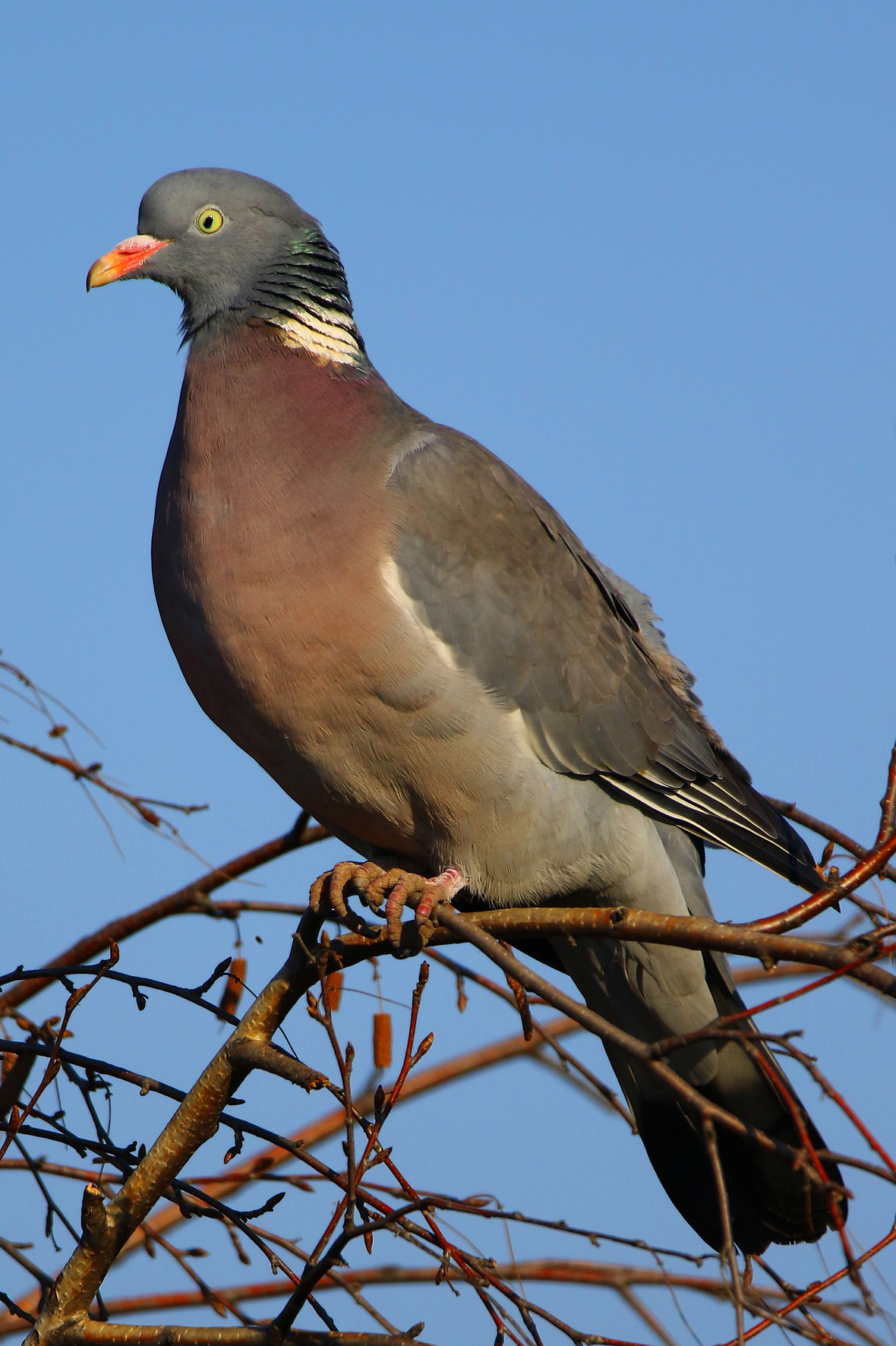 Commom Woodpigeon - Columba palumbus...