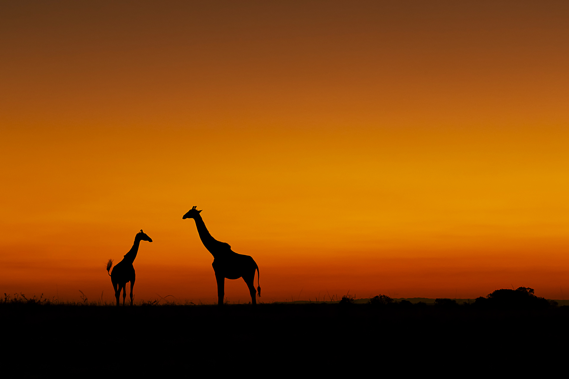 Giraffe all'alba...