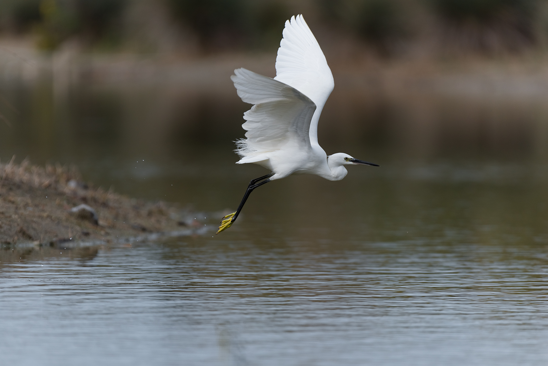 Egretta Egret in flight...