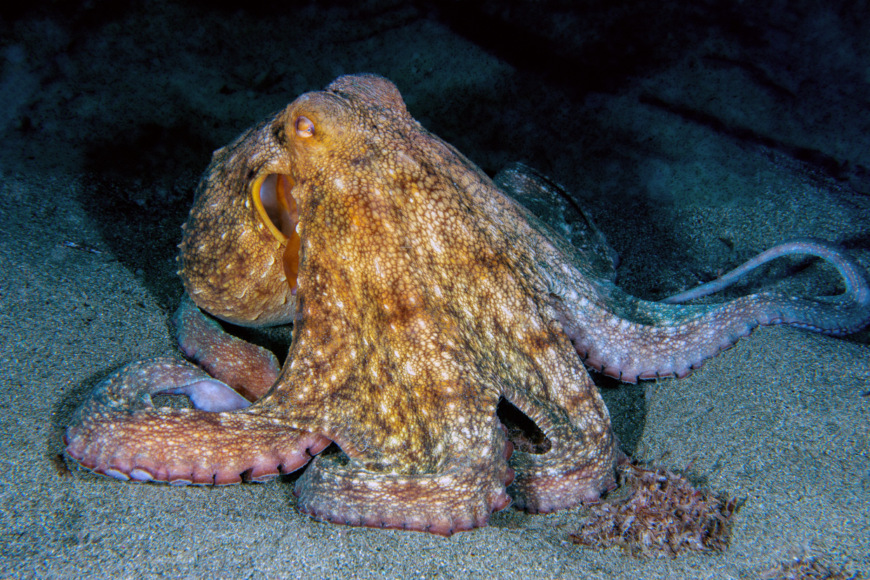 Octopus...