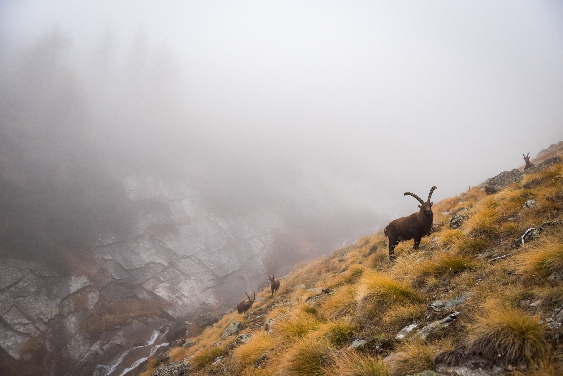 Ibex in the fog...