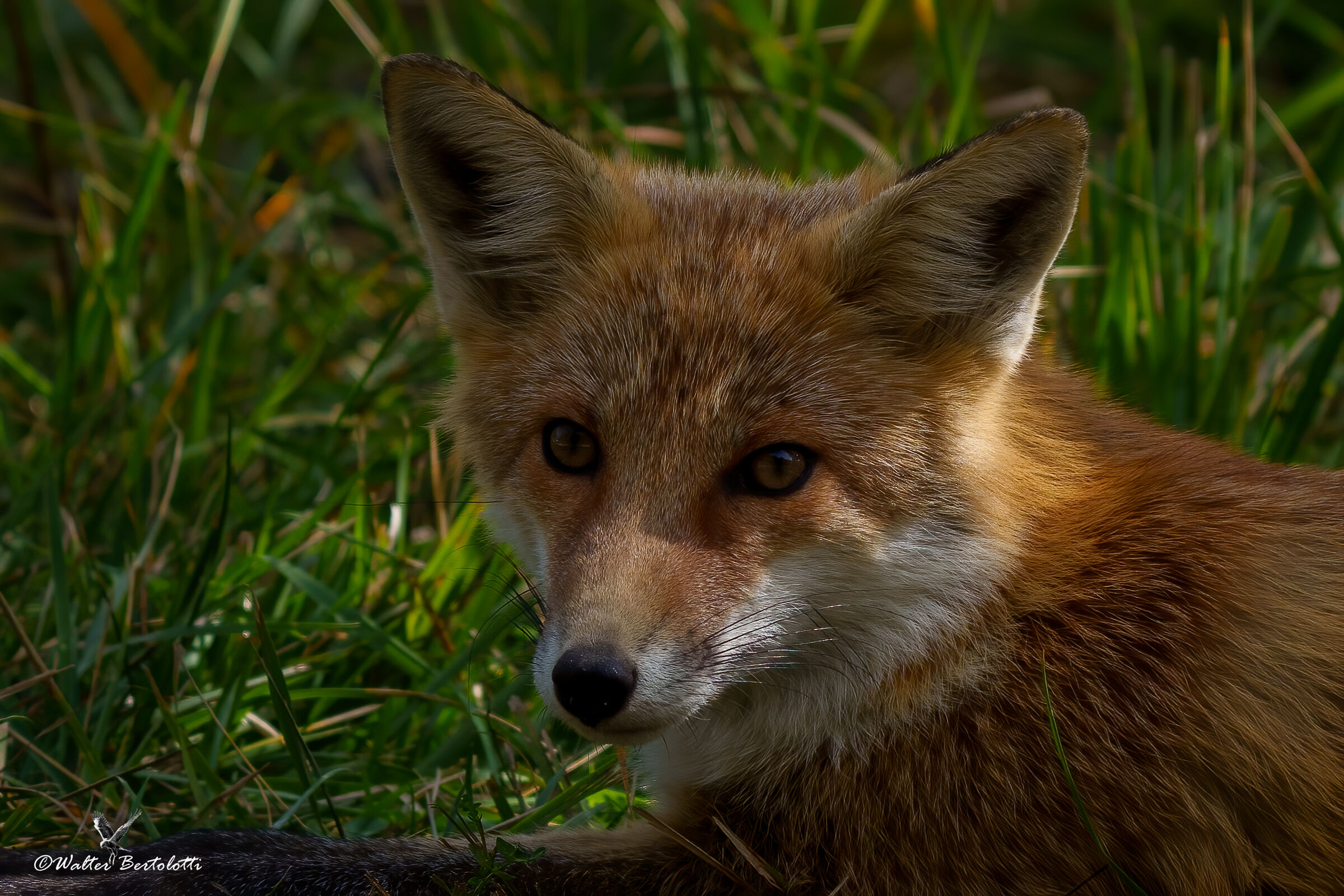 the fox...