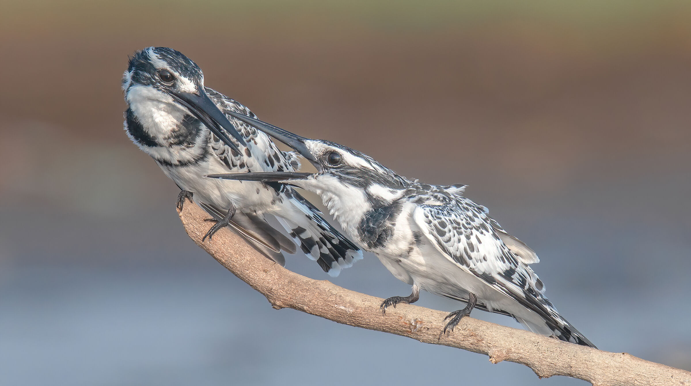 Argument-pied kingfisher...