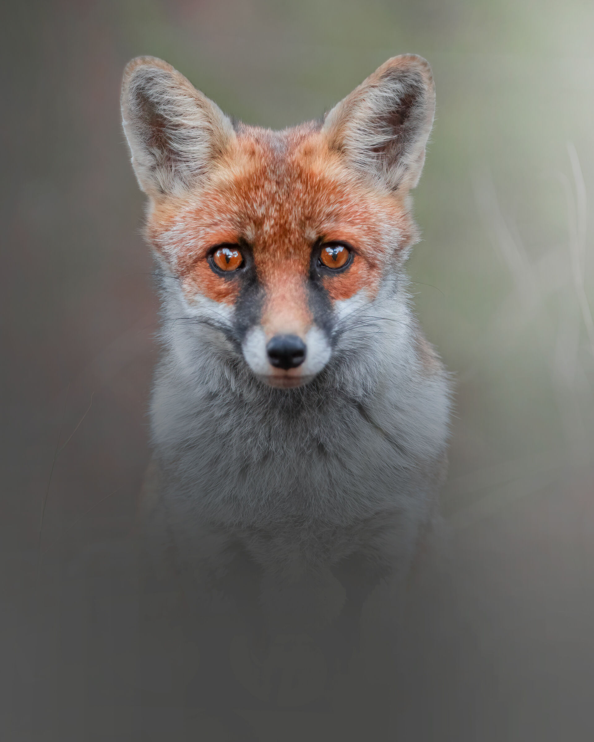 curious fox ...