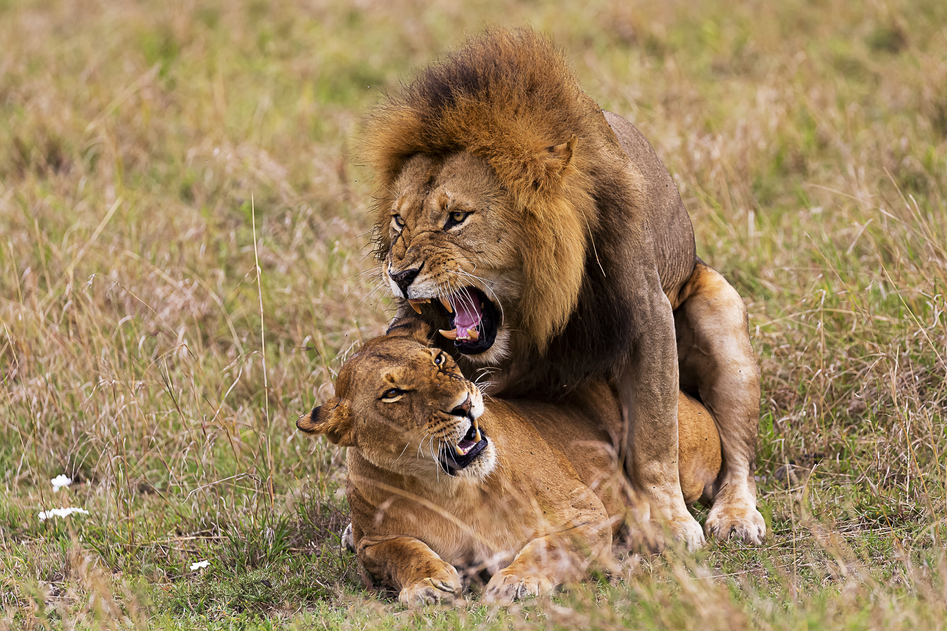 Lions in mating...