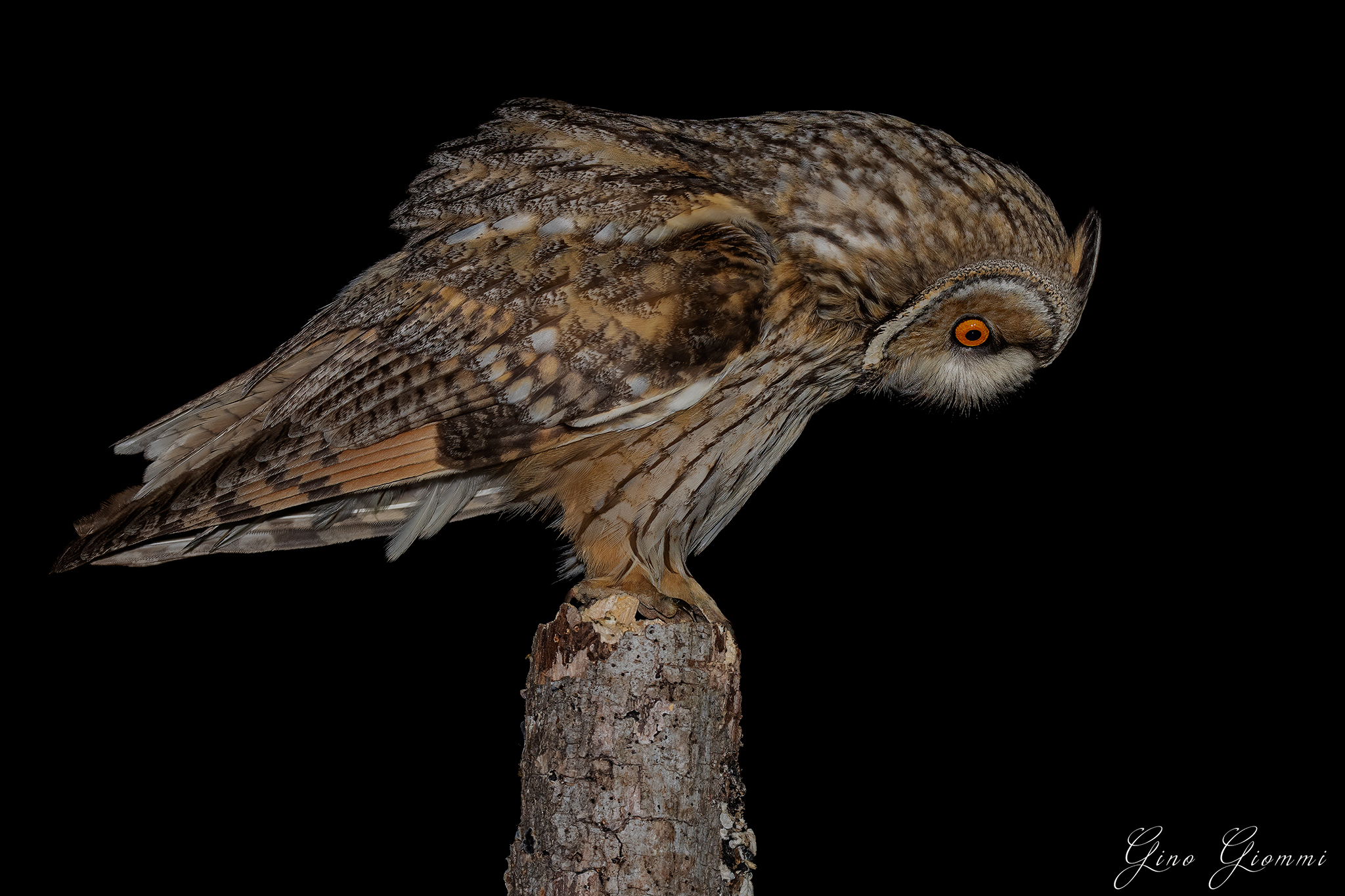 Long-eared owl ...