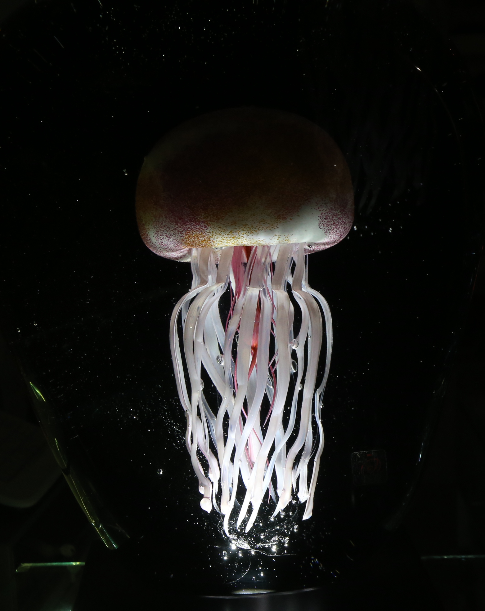 Medusa Vitrum...