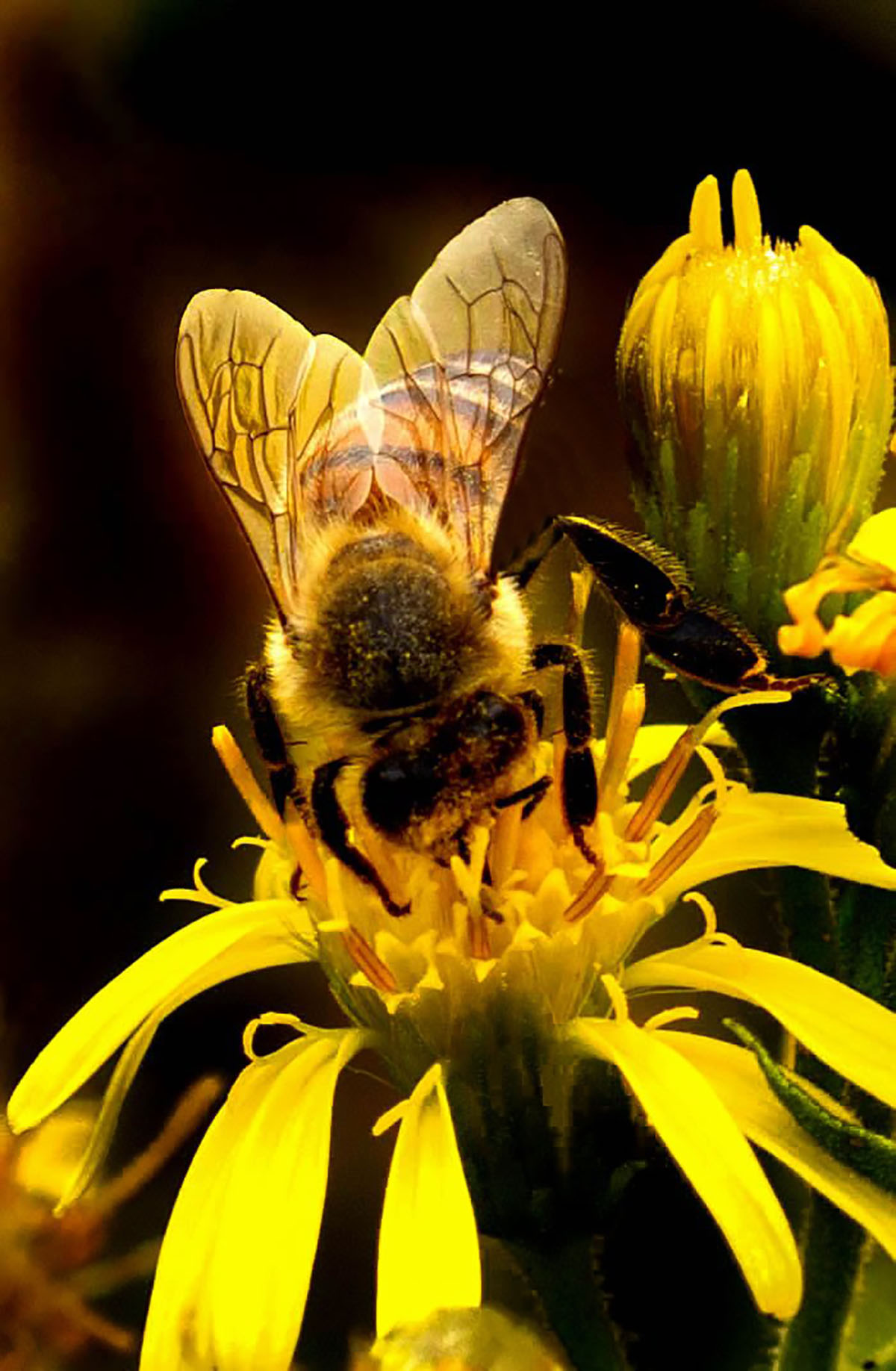 Bee on flower ...
