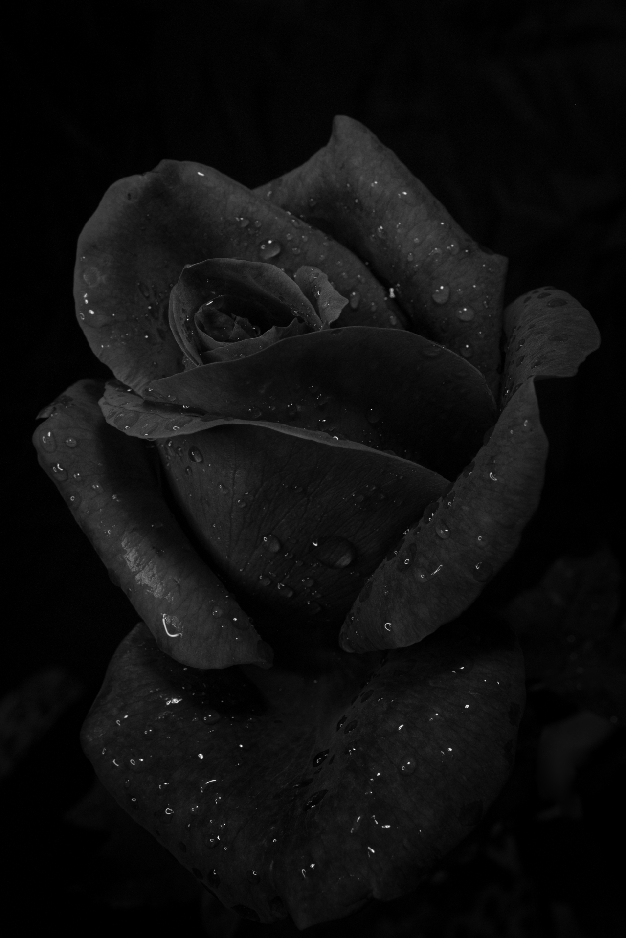 black rose...